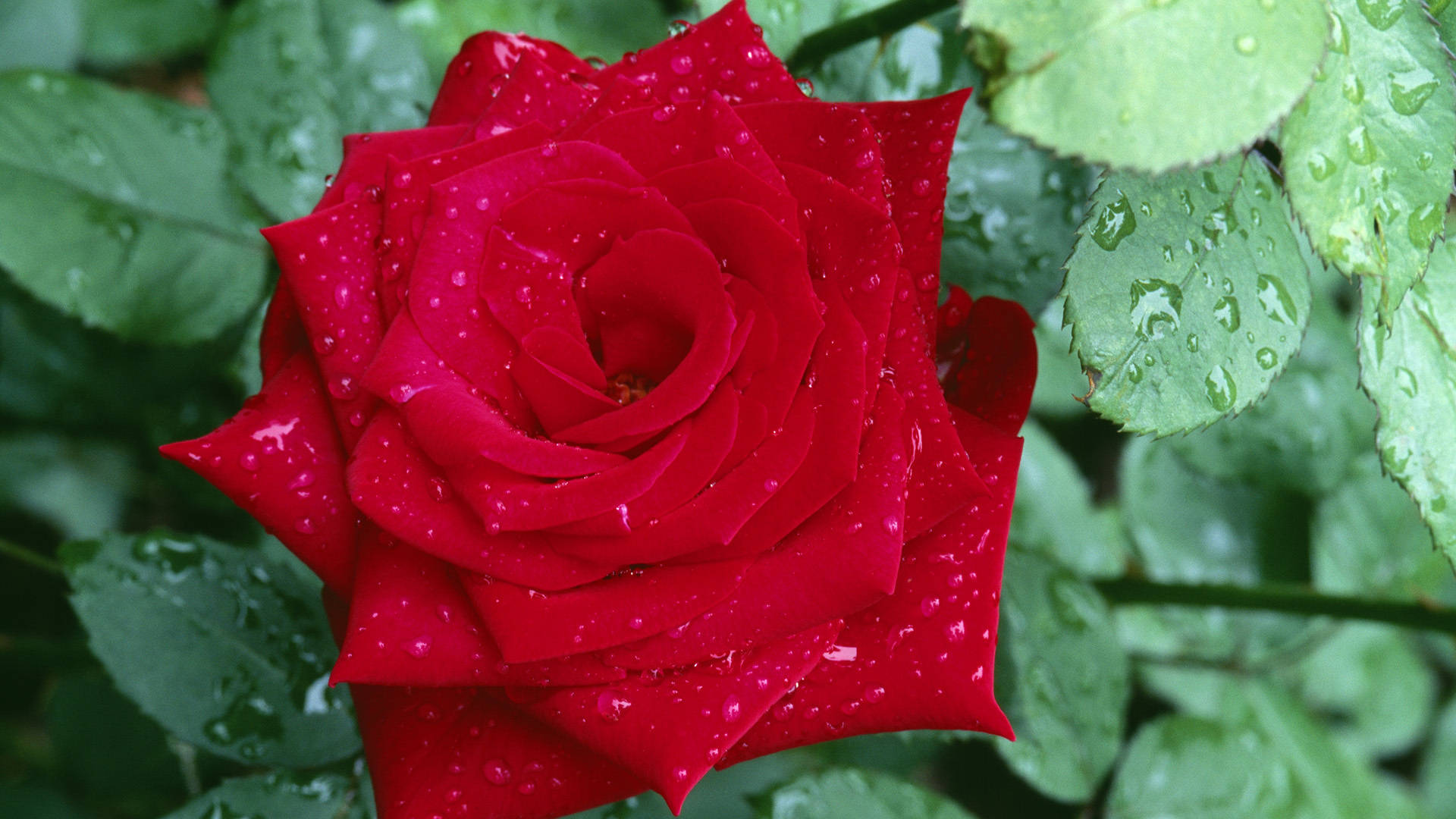 Wet Pointy Red Rose Background