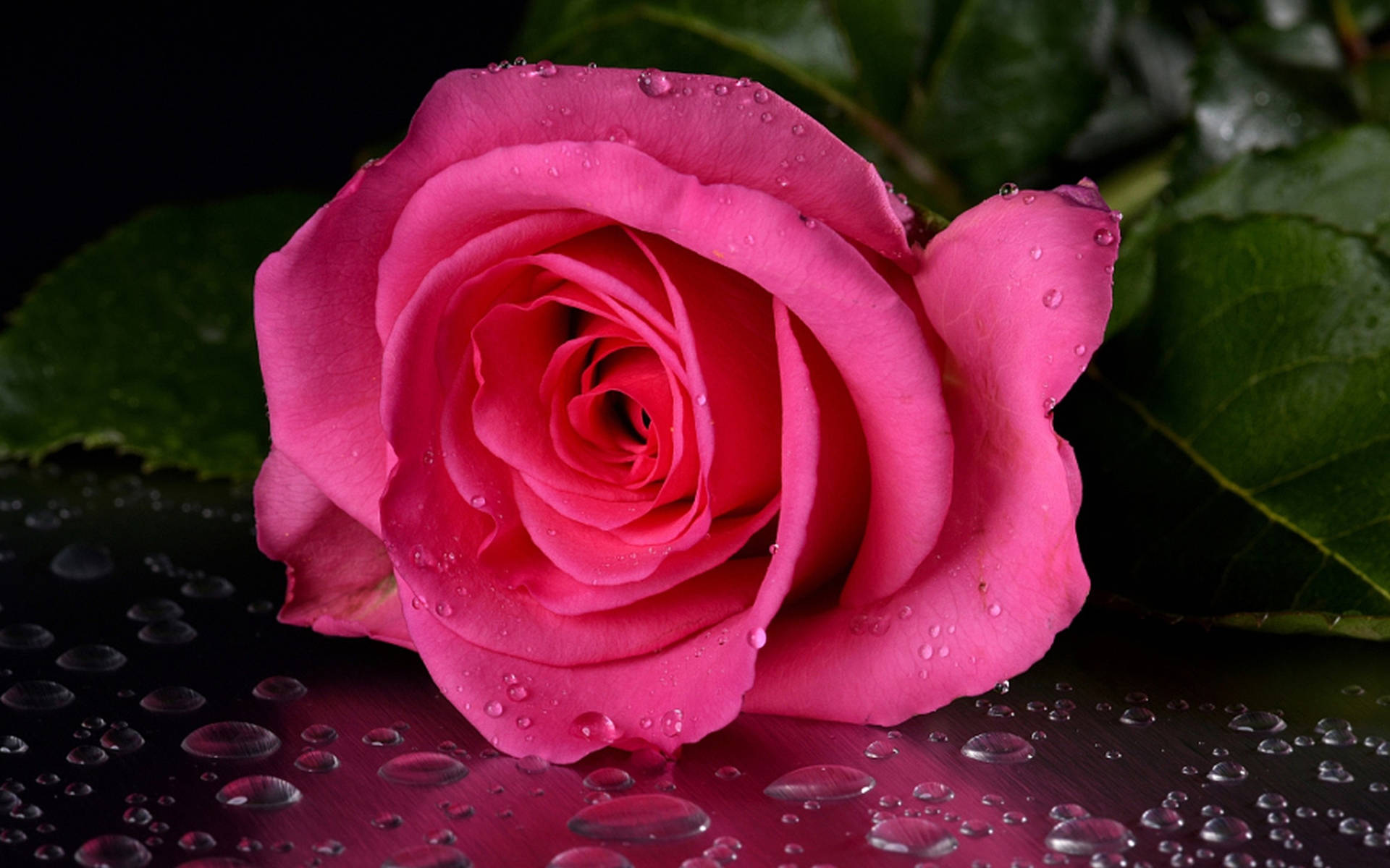 Wet Pretty Pink Rose Background