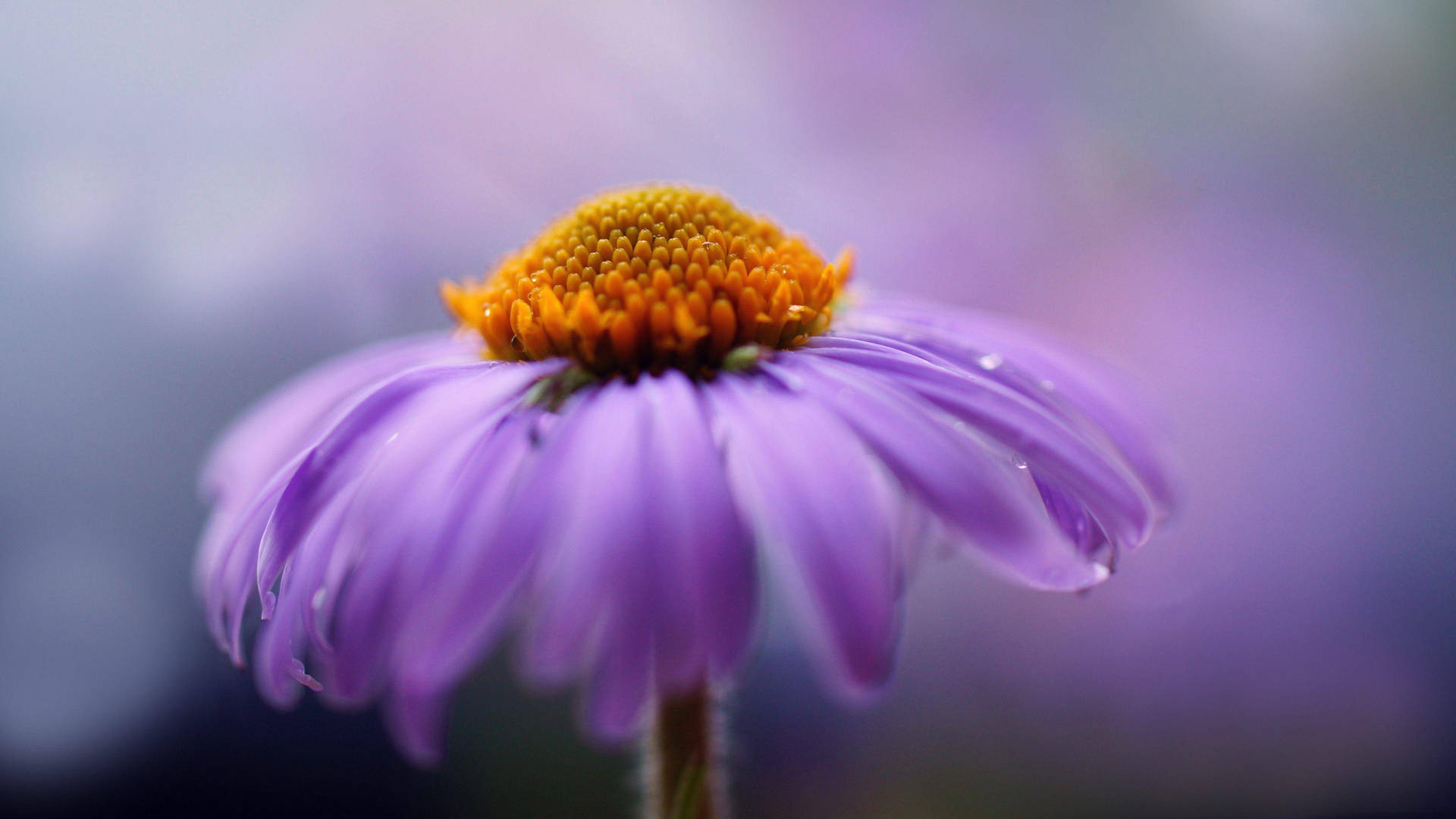 Wet Purple Flower Aster Background