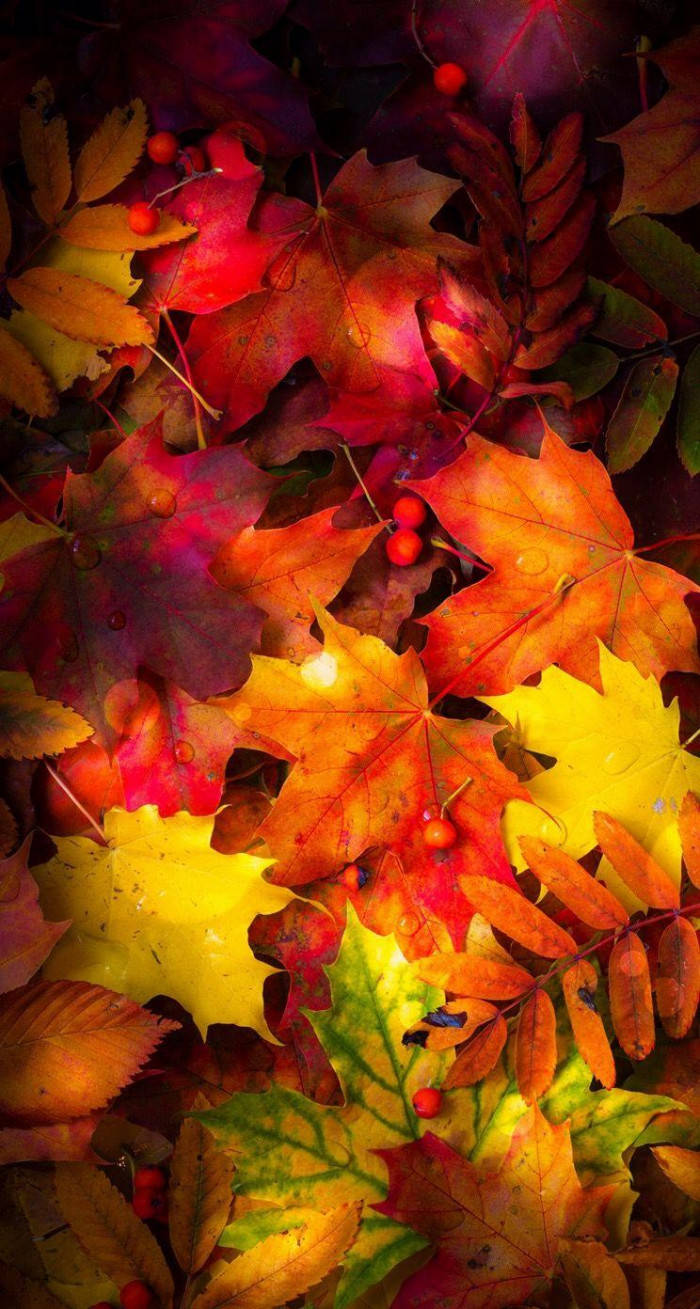 Wet Red Maple Leaves Aesthetic Background