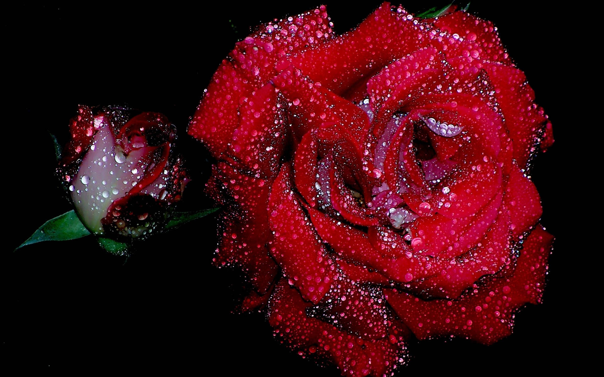 Wet Red Rose Next To A Bud Background