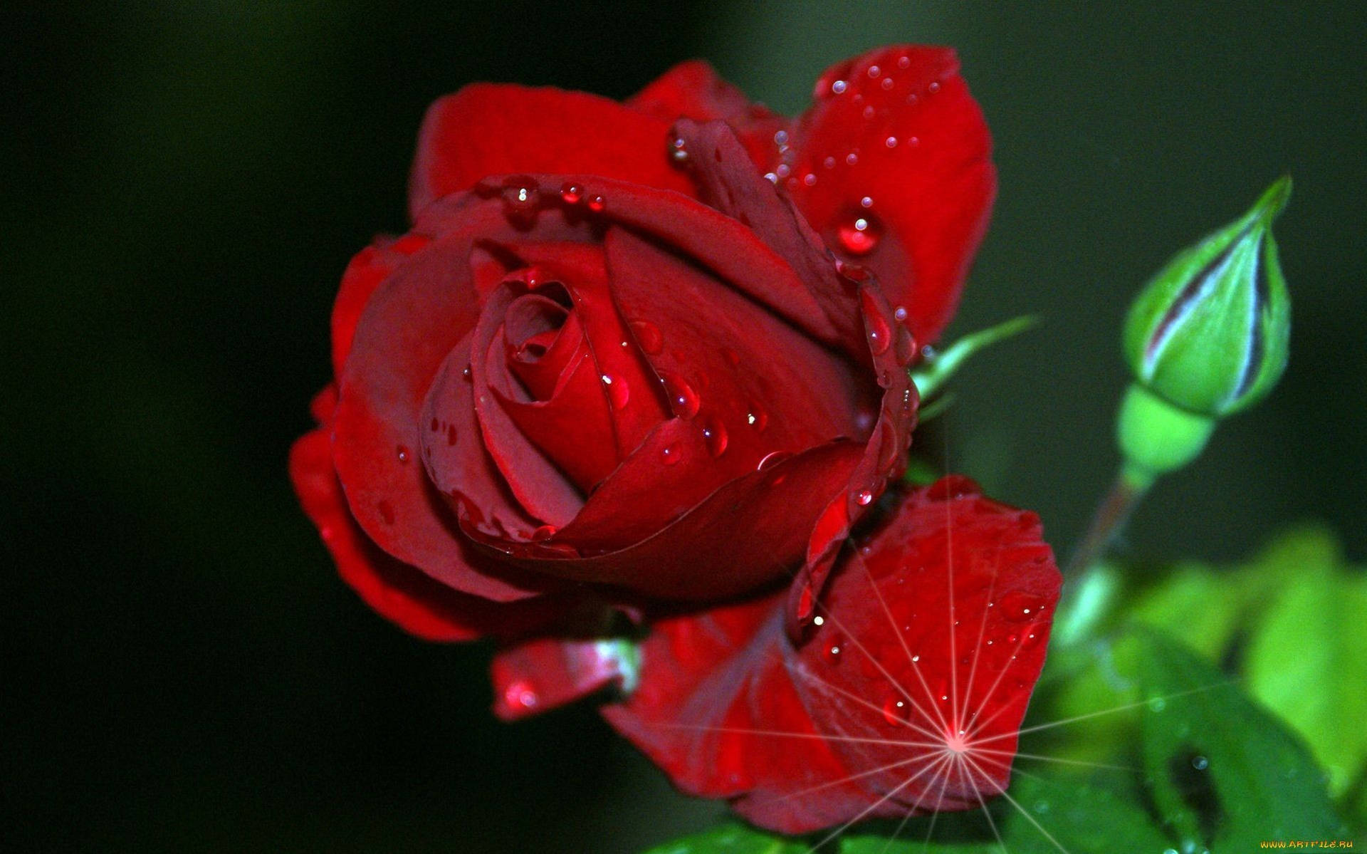 Wet Red Rose With Sparkling Graphic Background