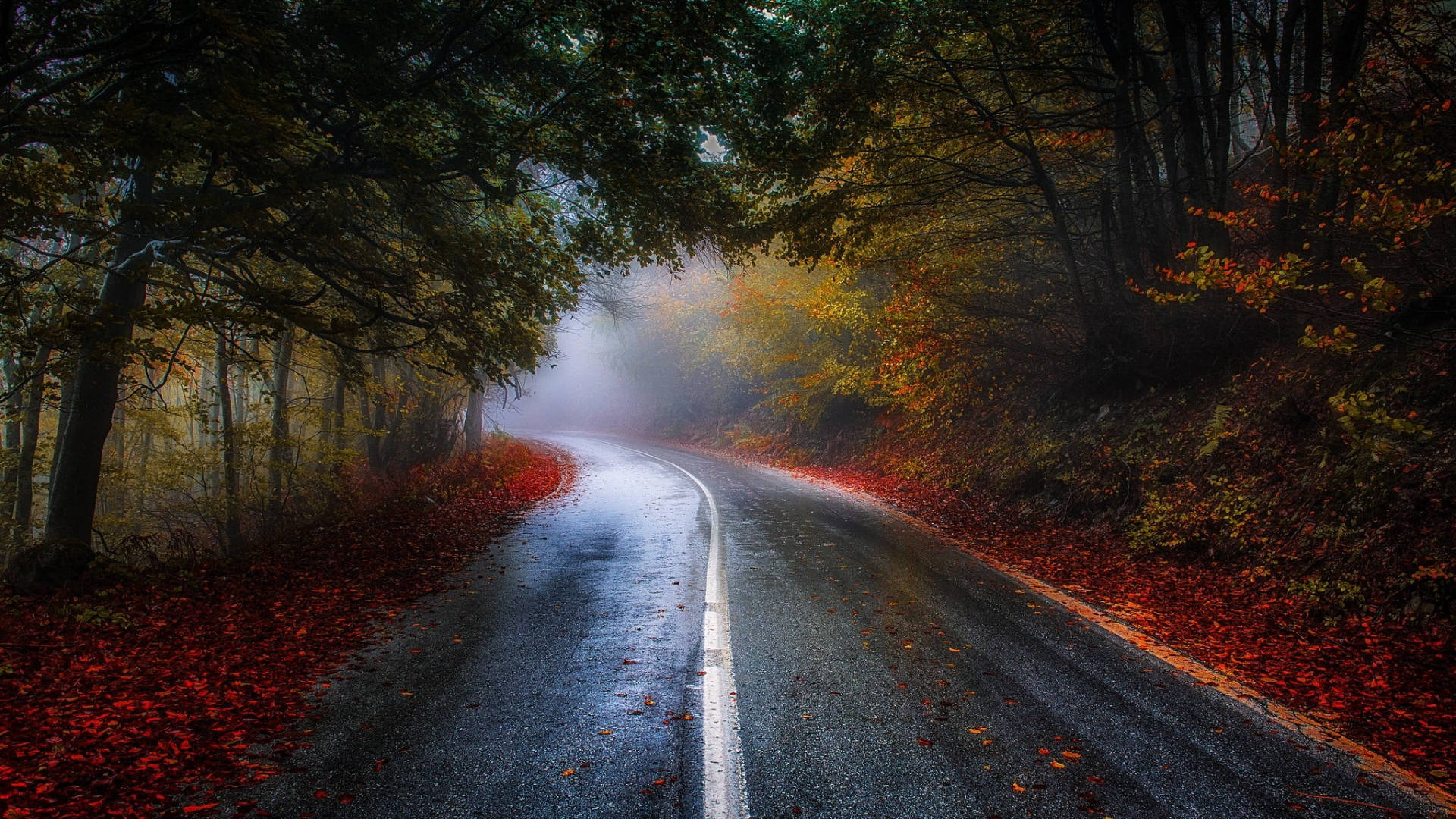 Wet Road During Autumn Macbook Background