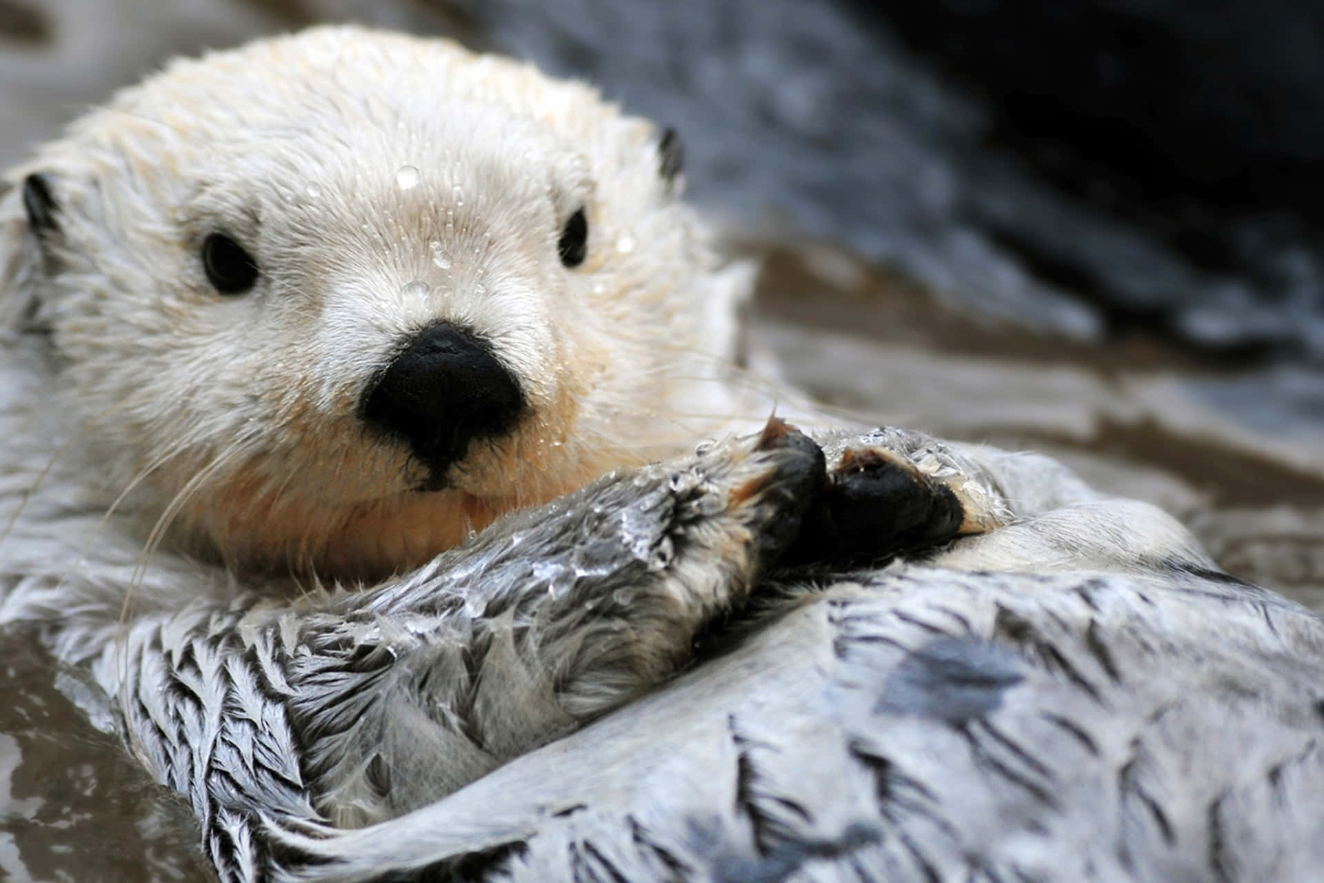 Wet Sea Otter Resting Background