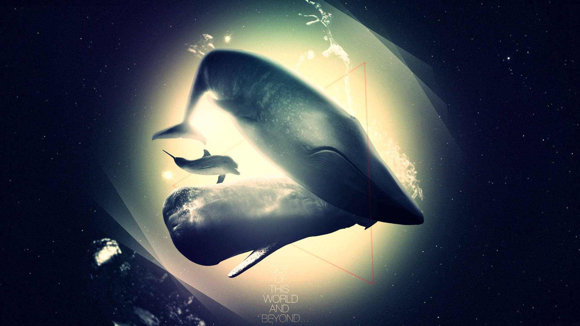 Whale And Dolphin Background