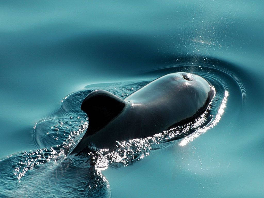 Whale Blowhole Squirting Water Background