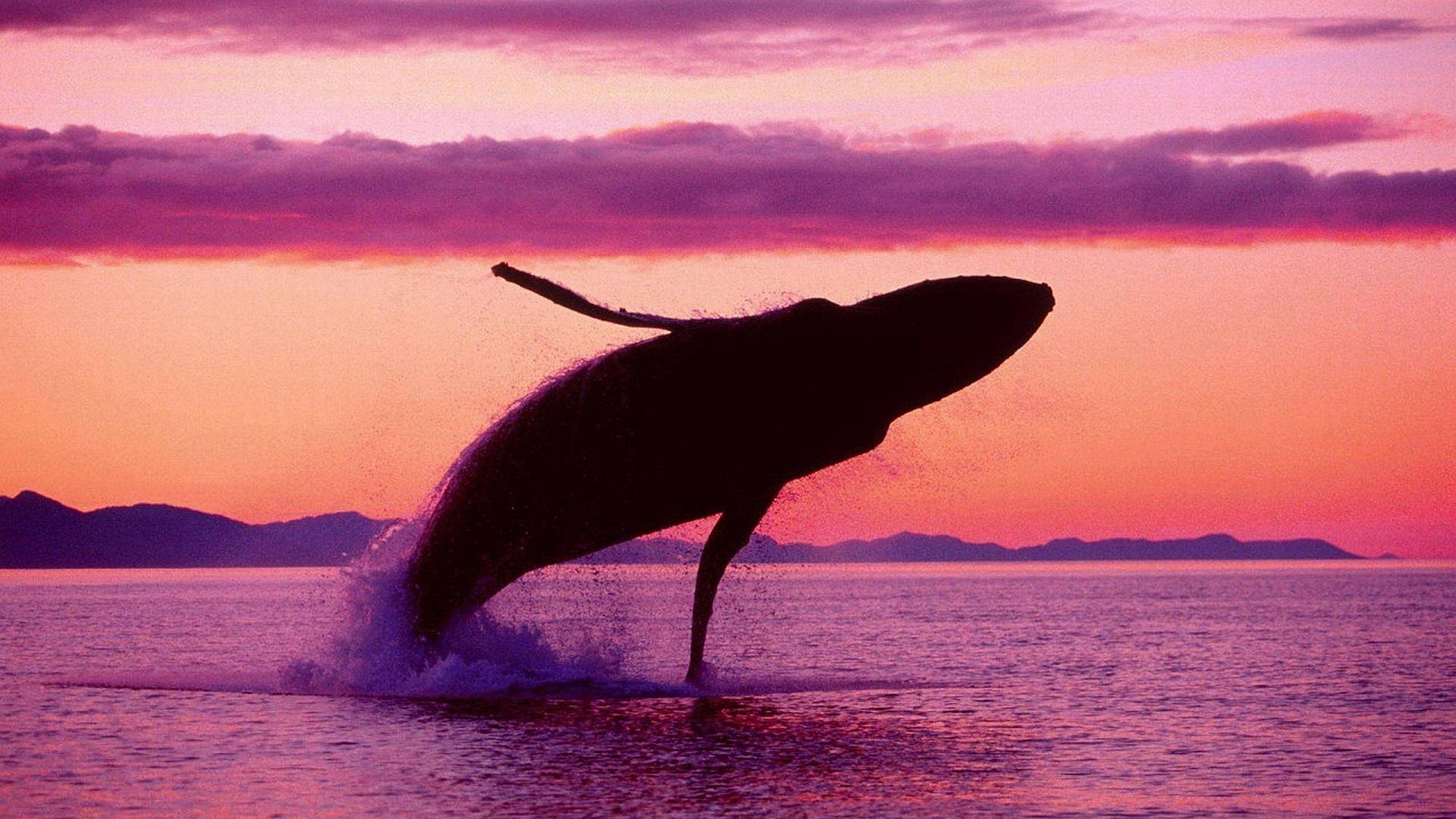 Whale Breaching During Sunset Background