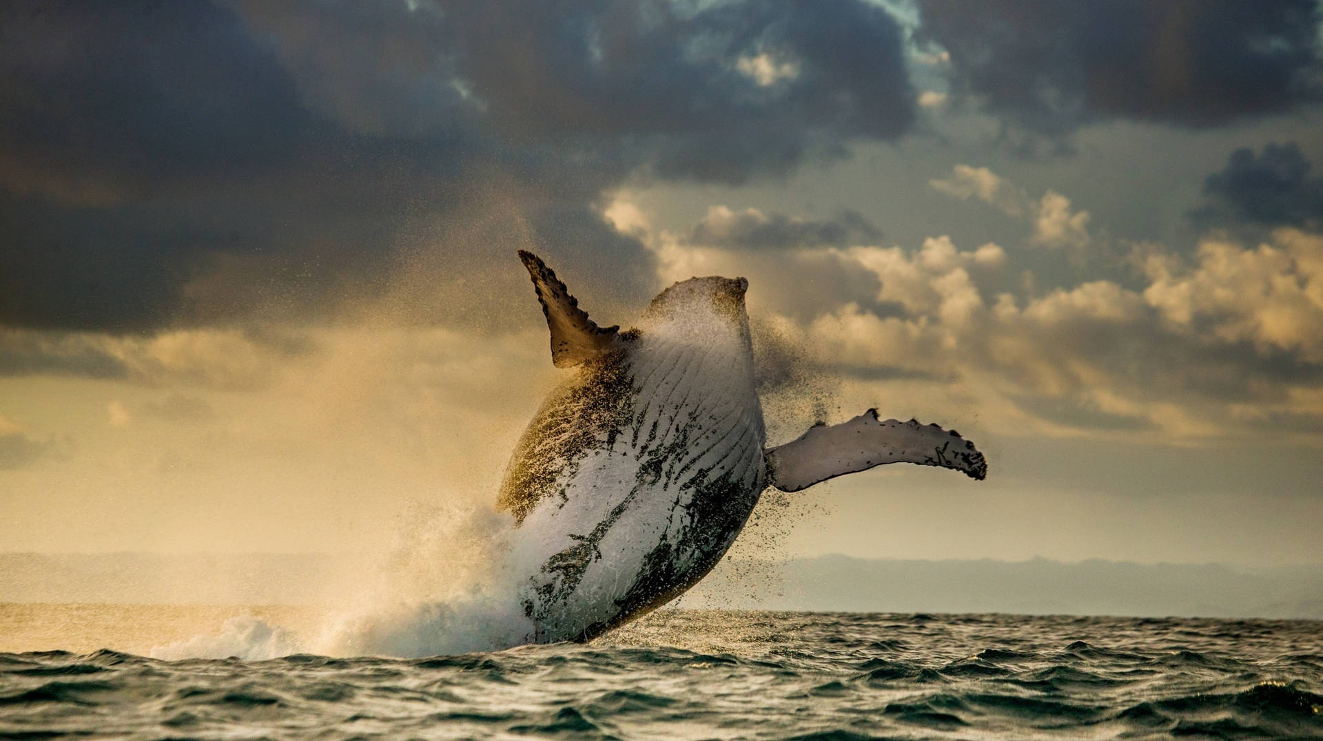 Whale Breaching Under Cloudy Orange Sky Background