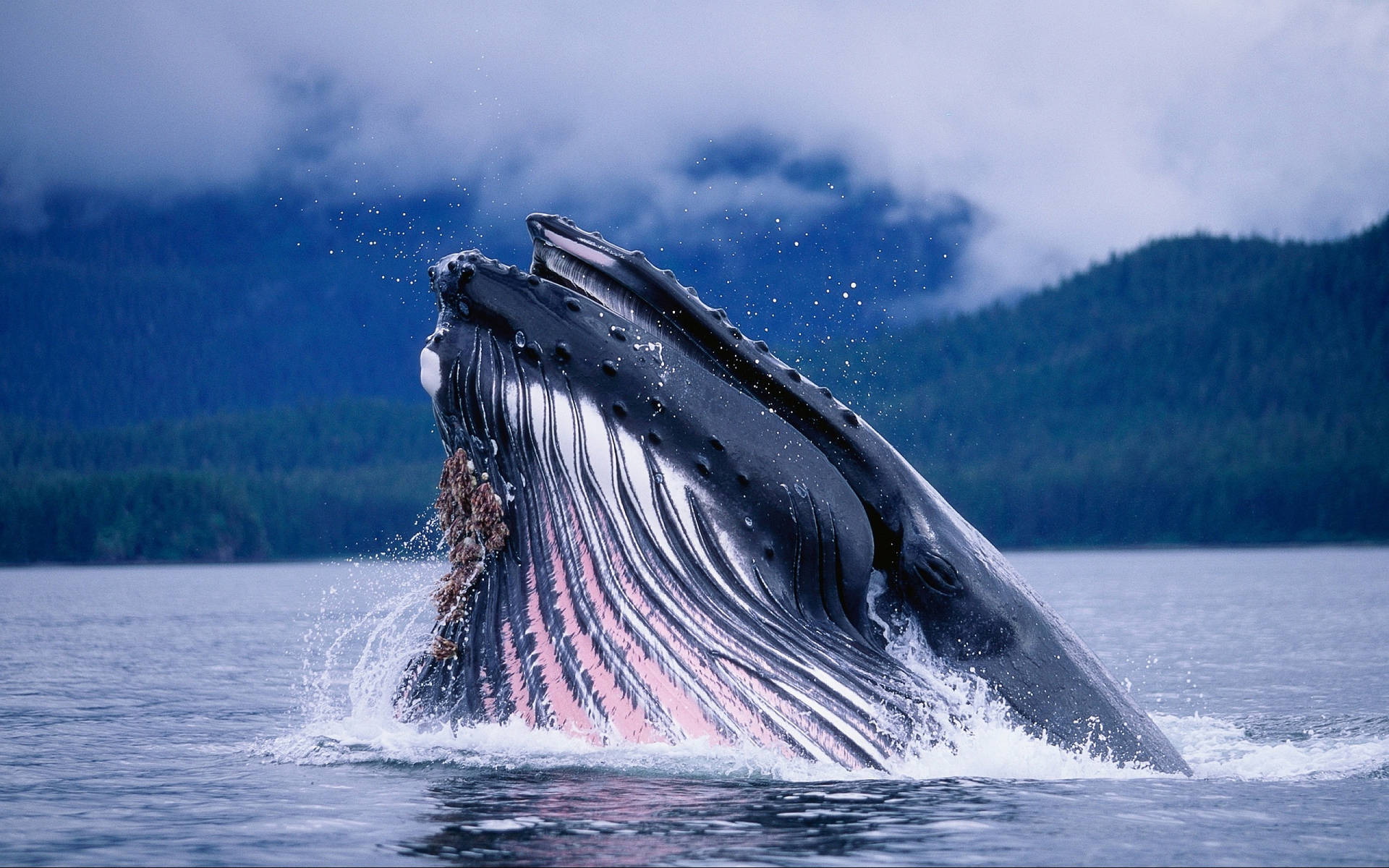 Whale Partially Breaching Background