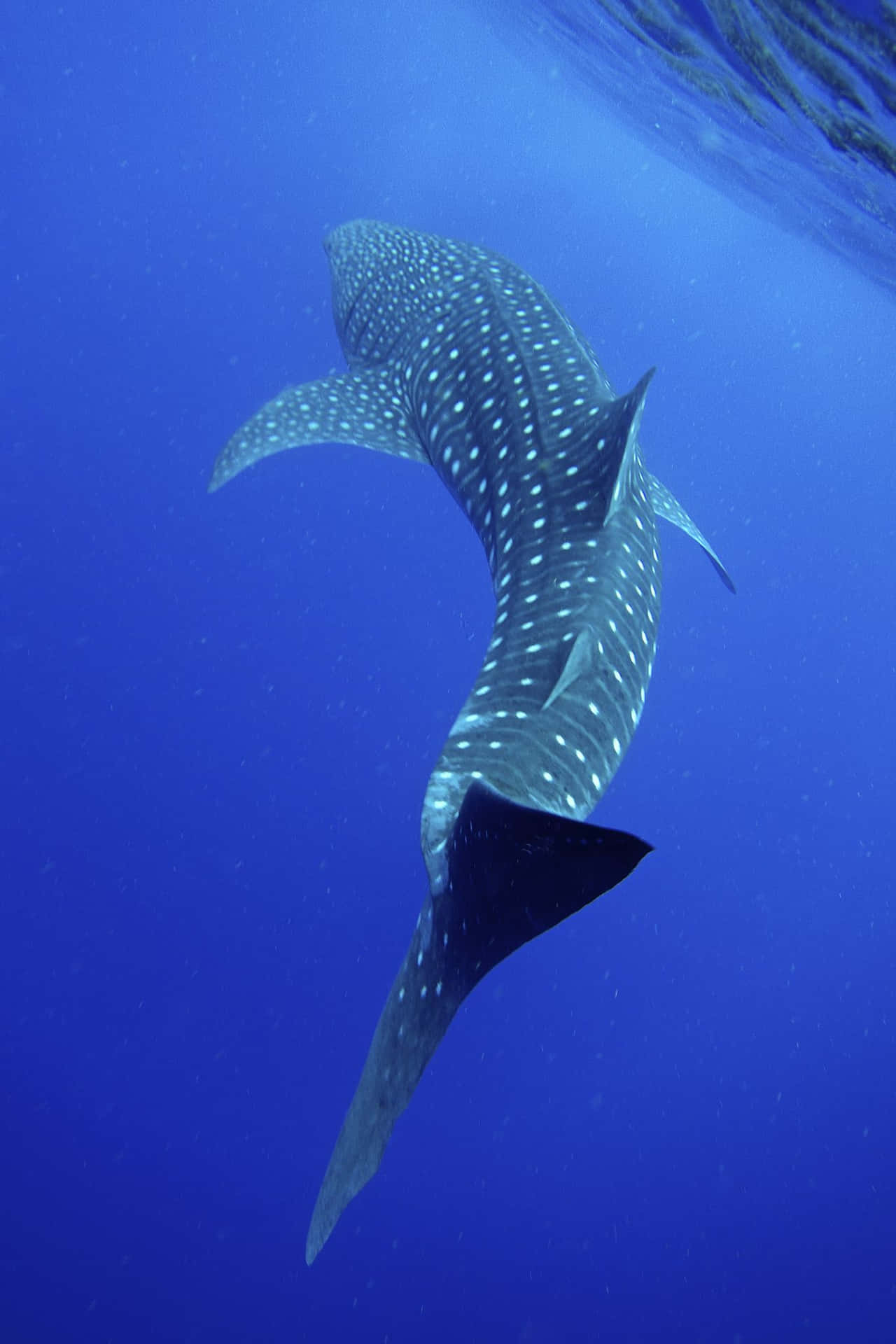 Whale Shark Swimming In The Ocean Background