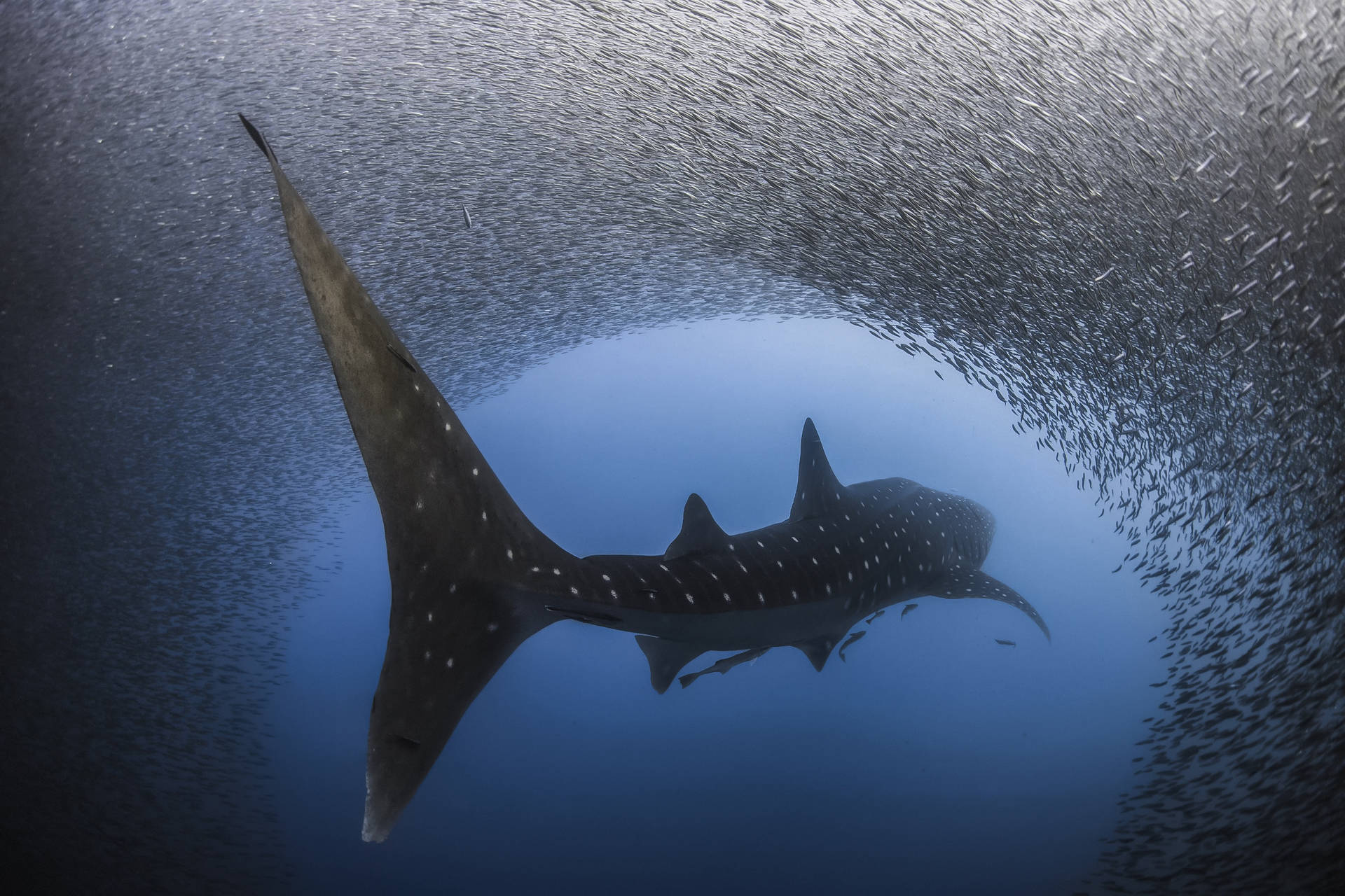 Whale Shark Swimming Into Fish Tunnel Background