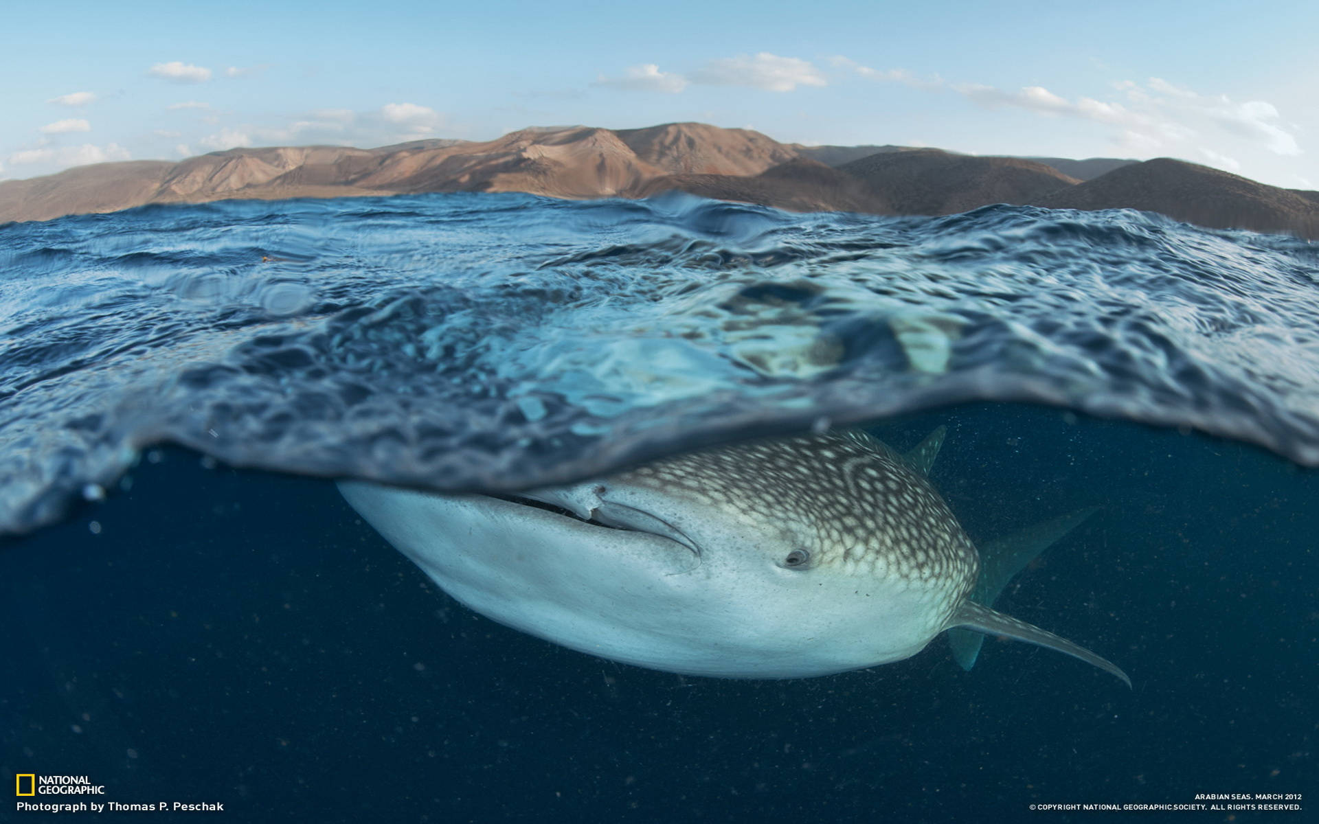 Whale Shark Underwater Background