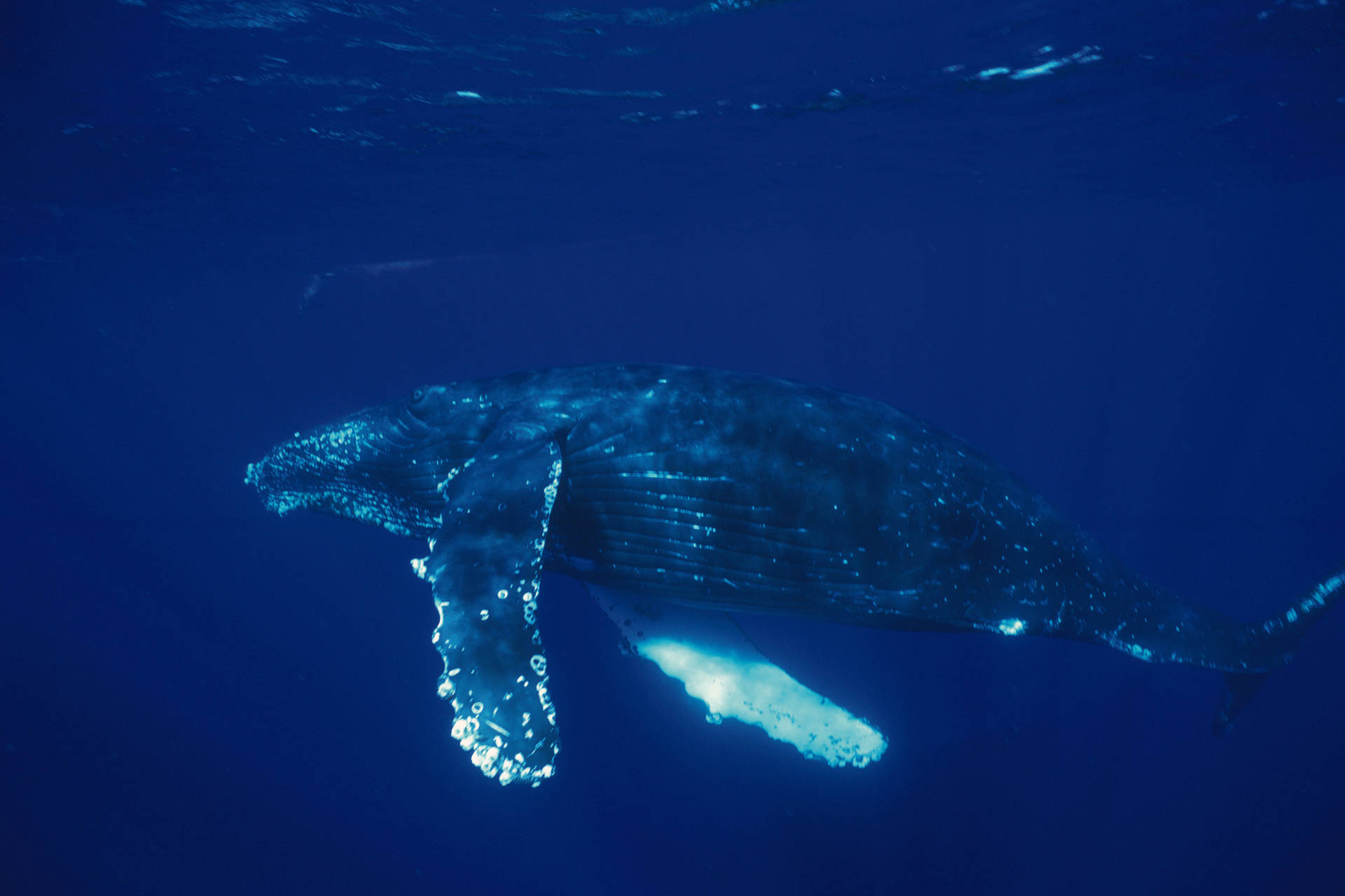 Whale Swimming In Deep Blue Sea