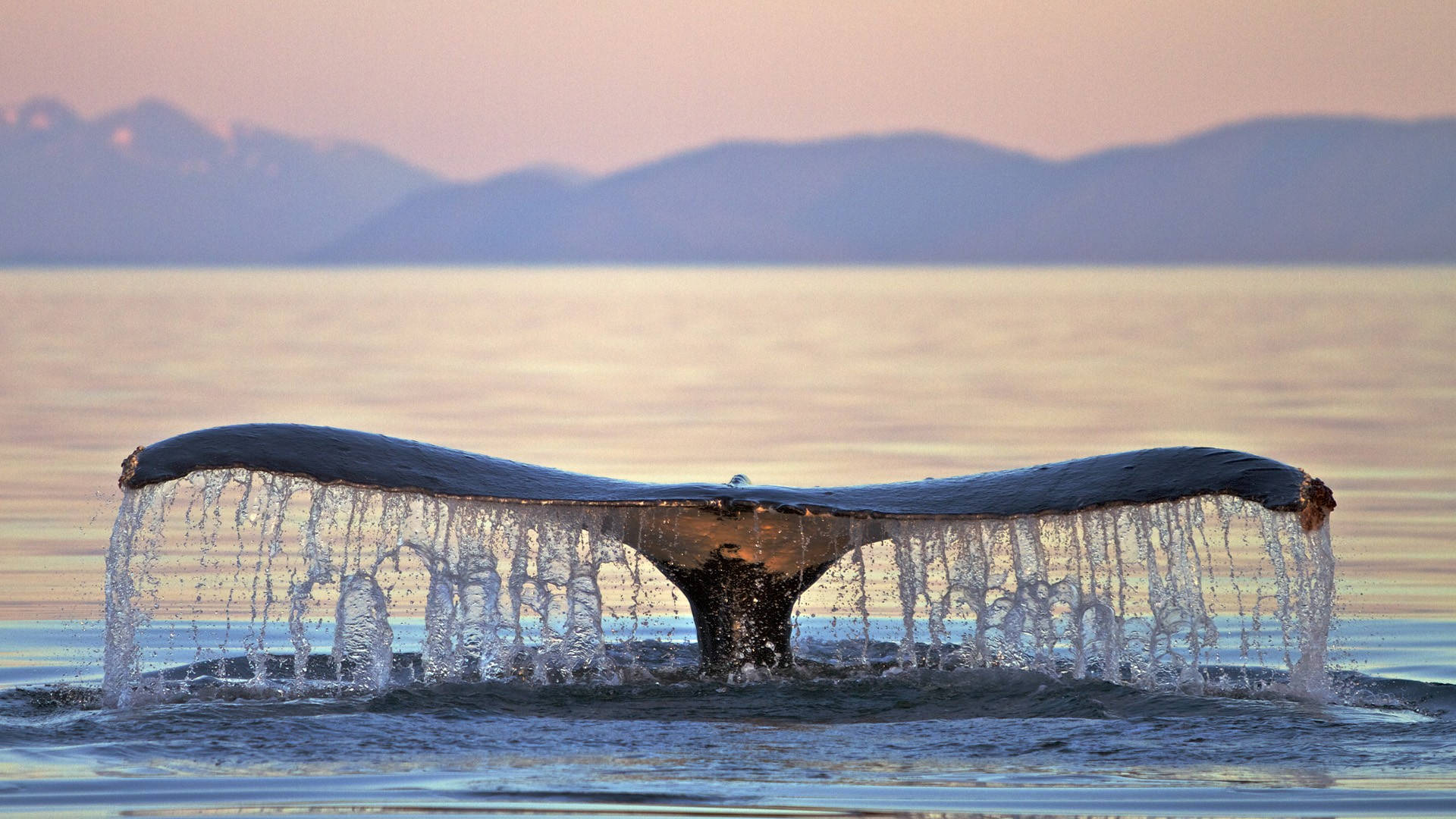 Whale Tail Almost In The Water Background