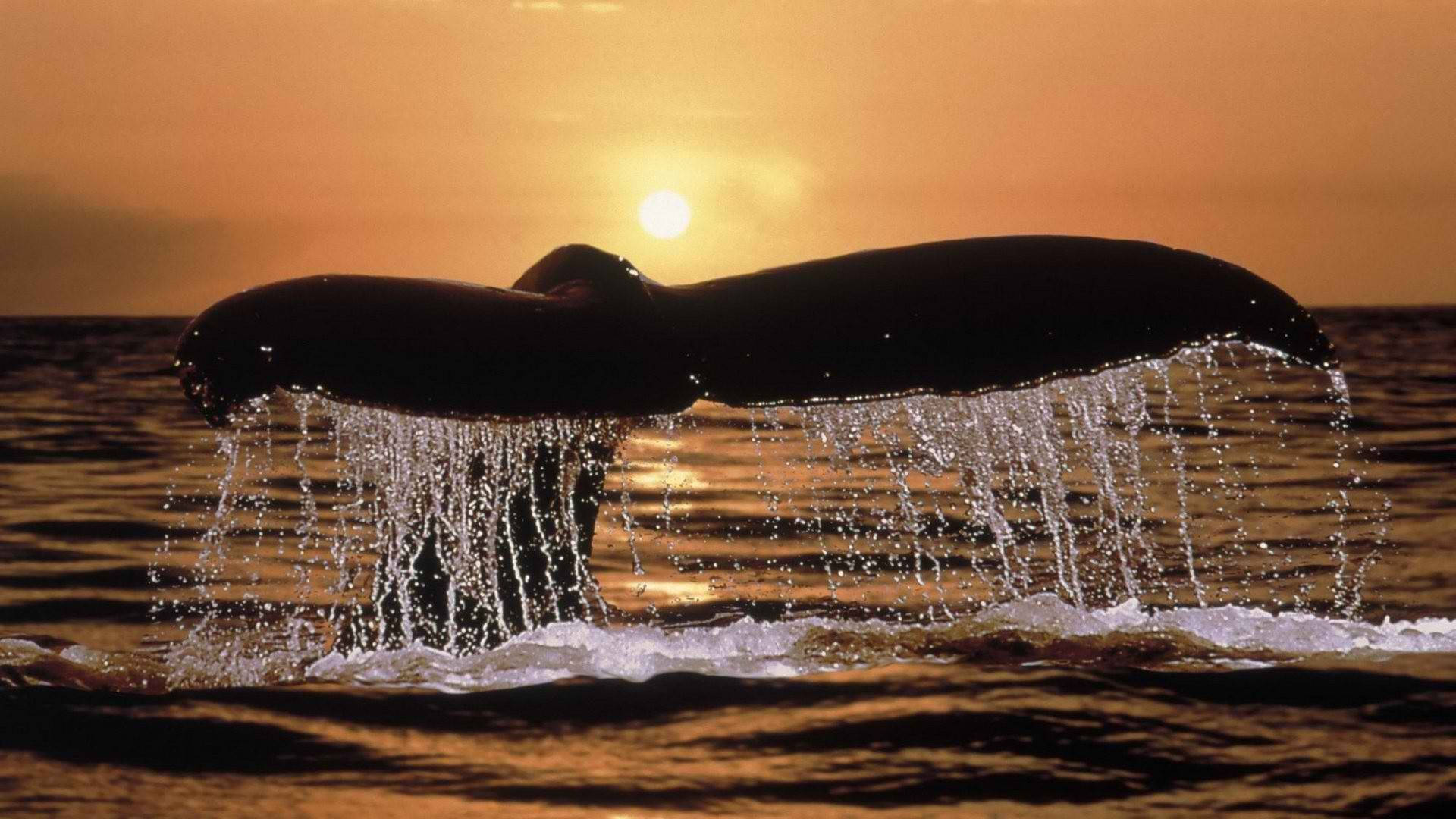 Whale Tail At Sunset Background