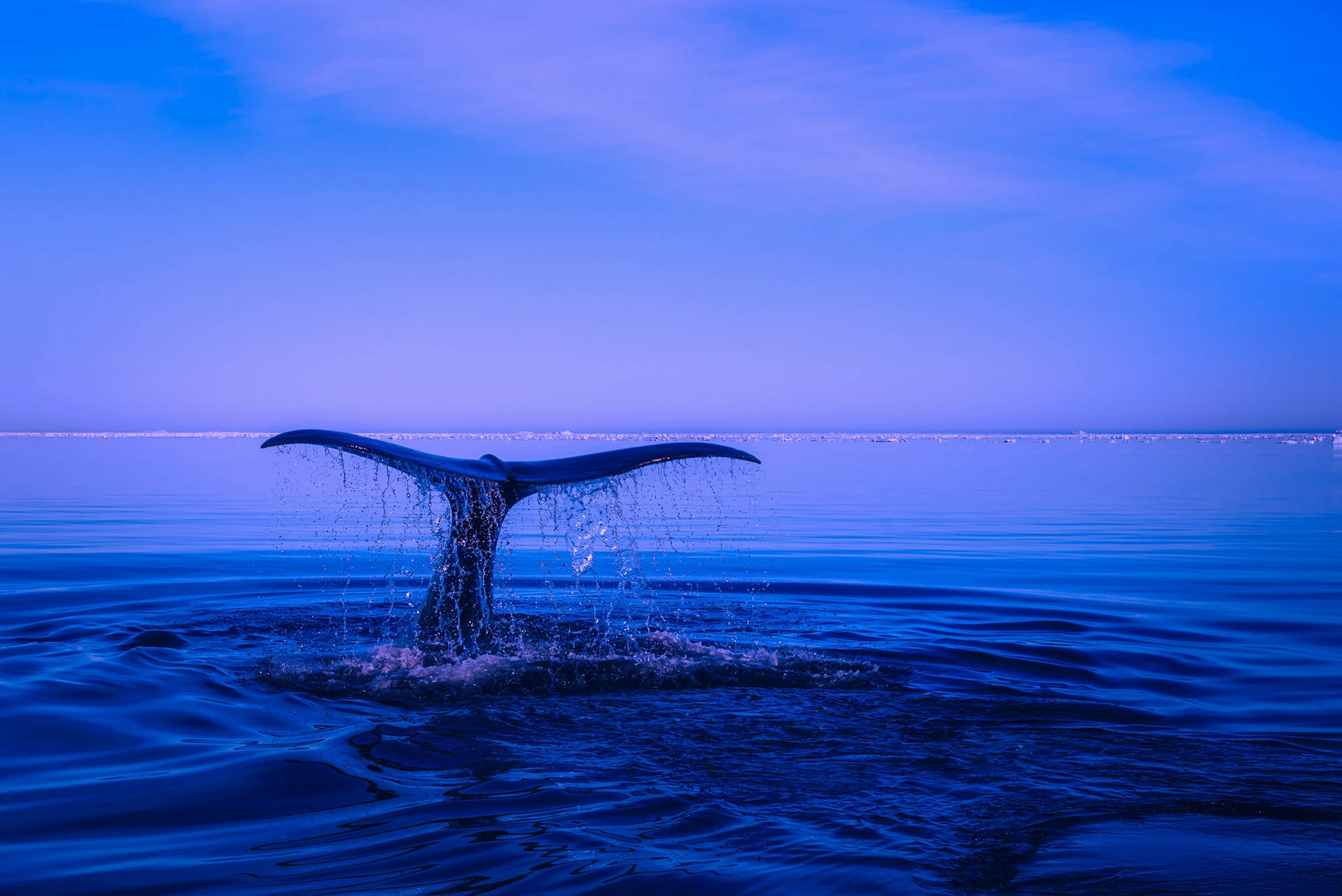Whale Tail Out Of The Blue Ocean Background