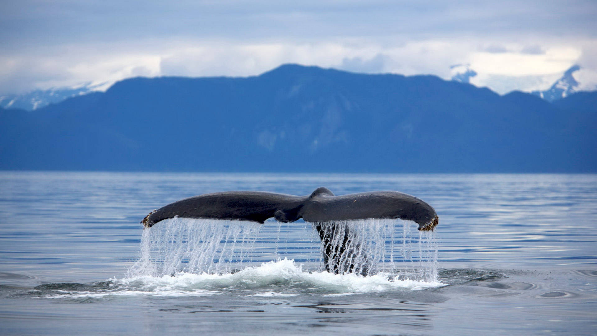 Whale Tail Returning To The Ocean Background