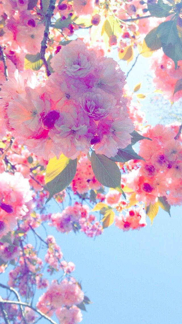 Whatsapp Chat Cherry Blossom Tree Background