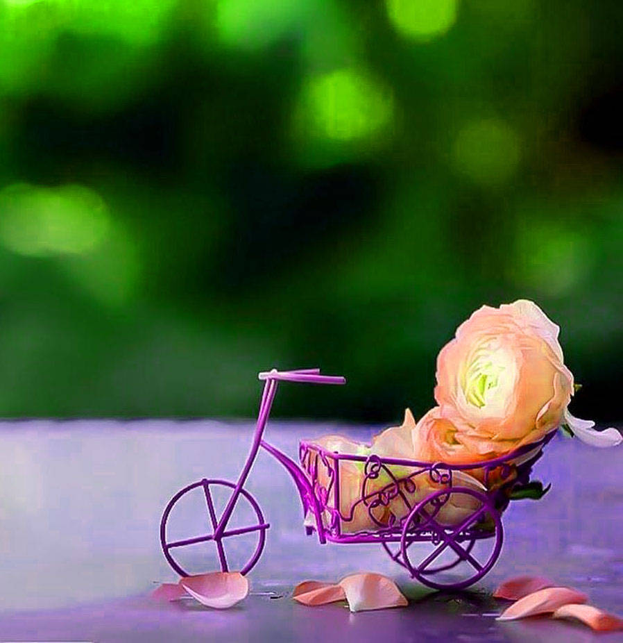 Whatsapp Dp Rose Bicycle Cart Background