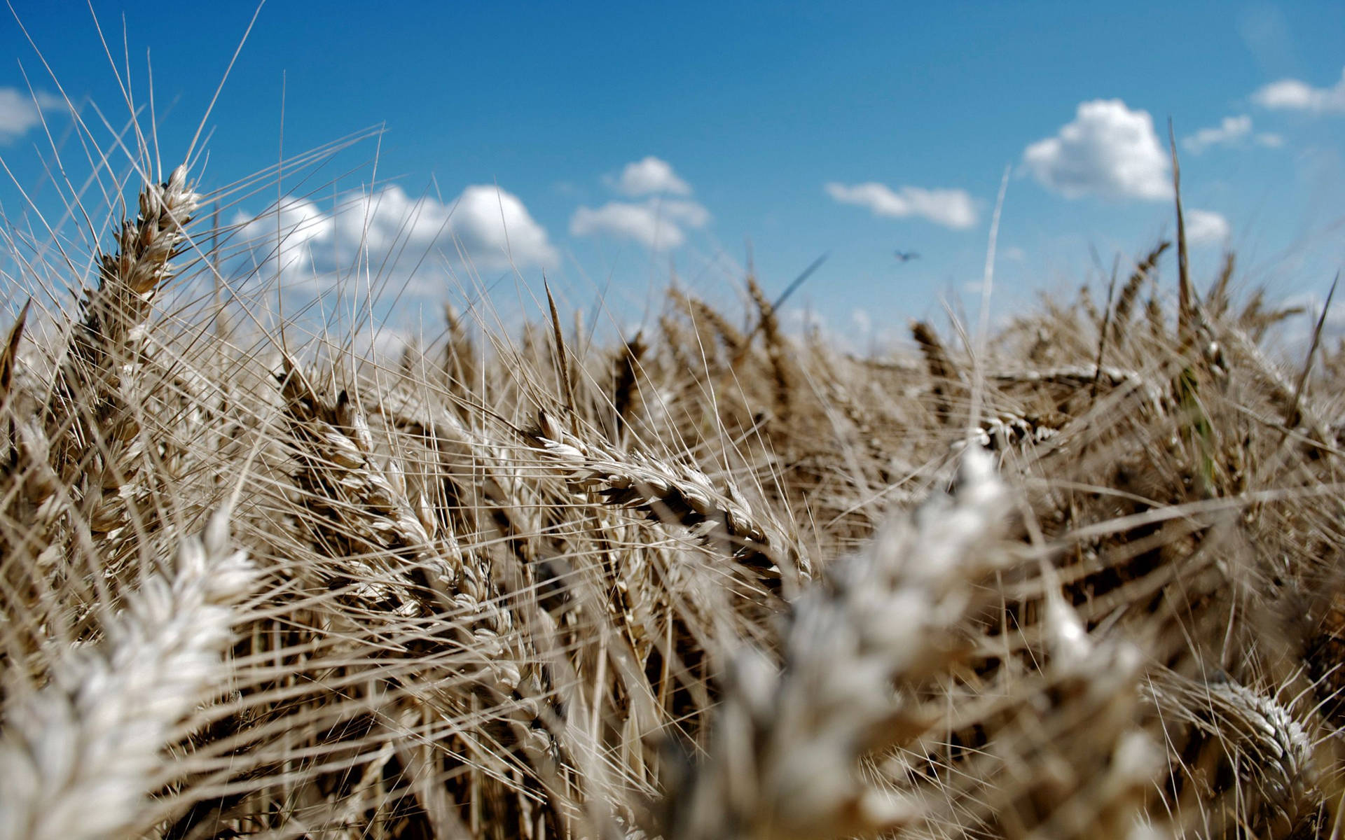 Wheat Crop Against Azure Sky Background