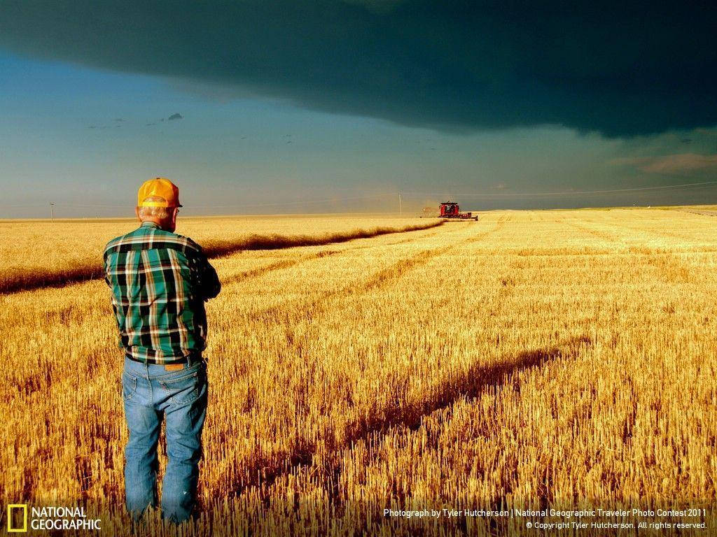 Wheat Farm Agriculture