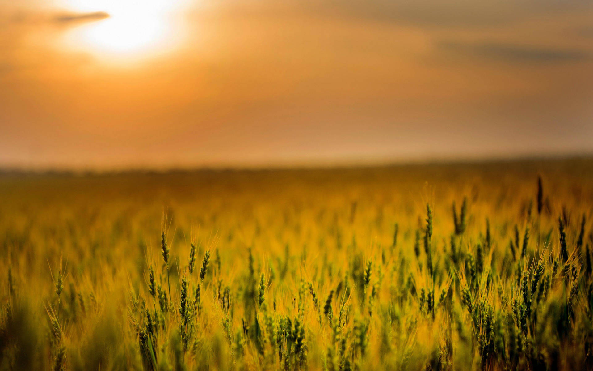 Wheat Field Agriculture On Sunset Background