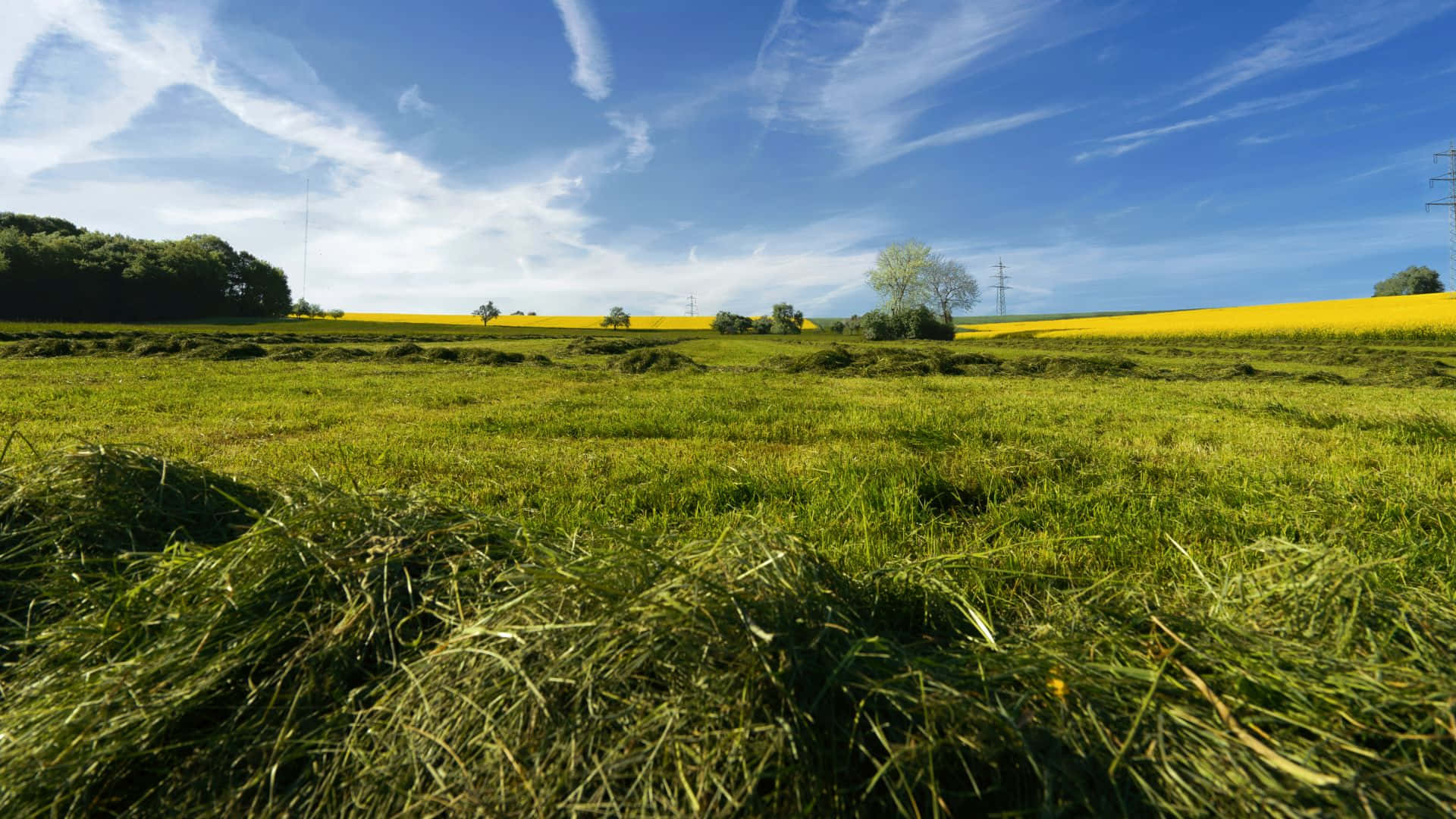 Wheat Field And Pasture In Countryside