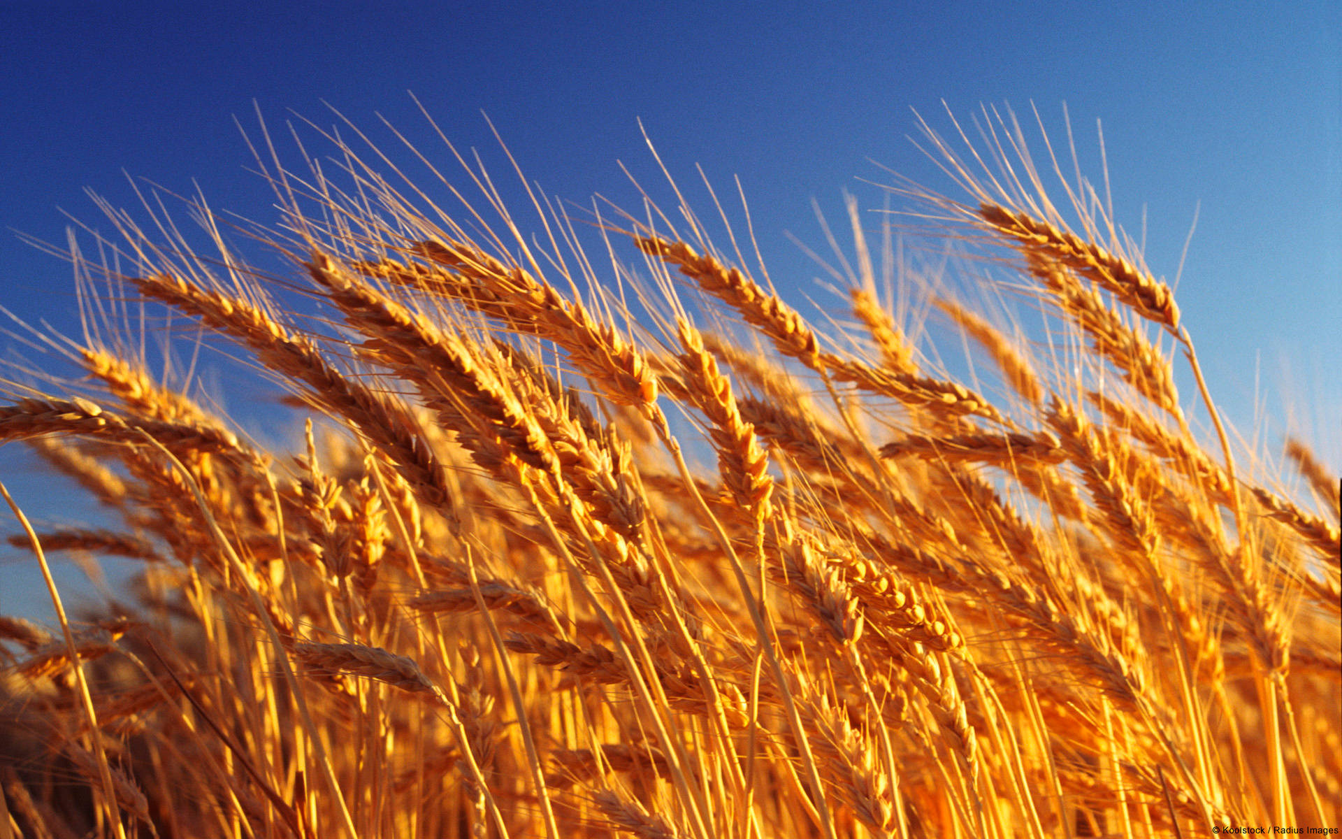 Wheat Field Bent To The Side