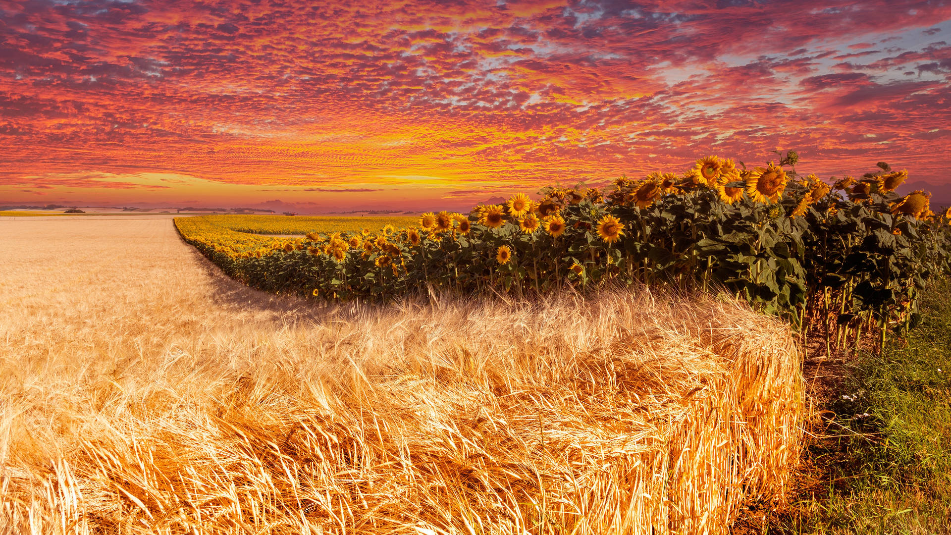 Wheat Field Beside A Sunflower Field Background