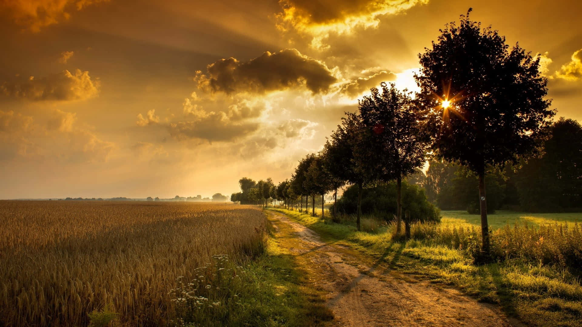 Wheat Field Countryside At Sunset Background