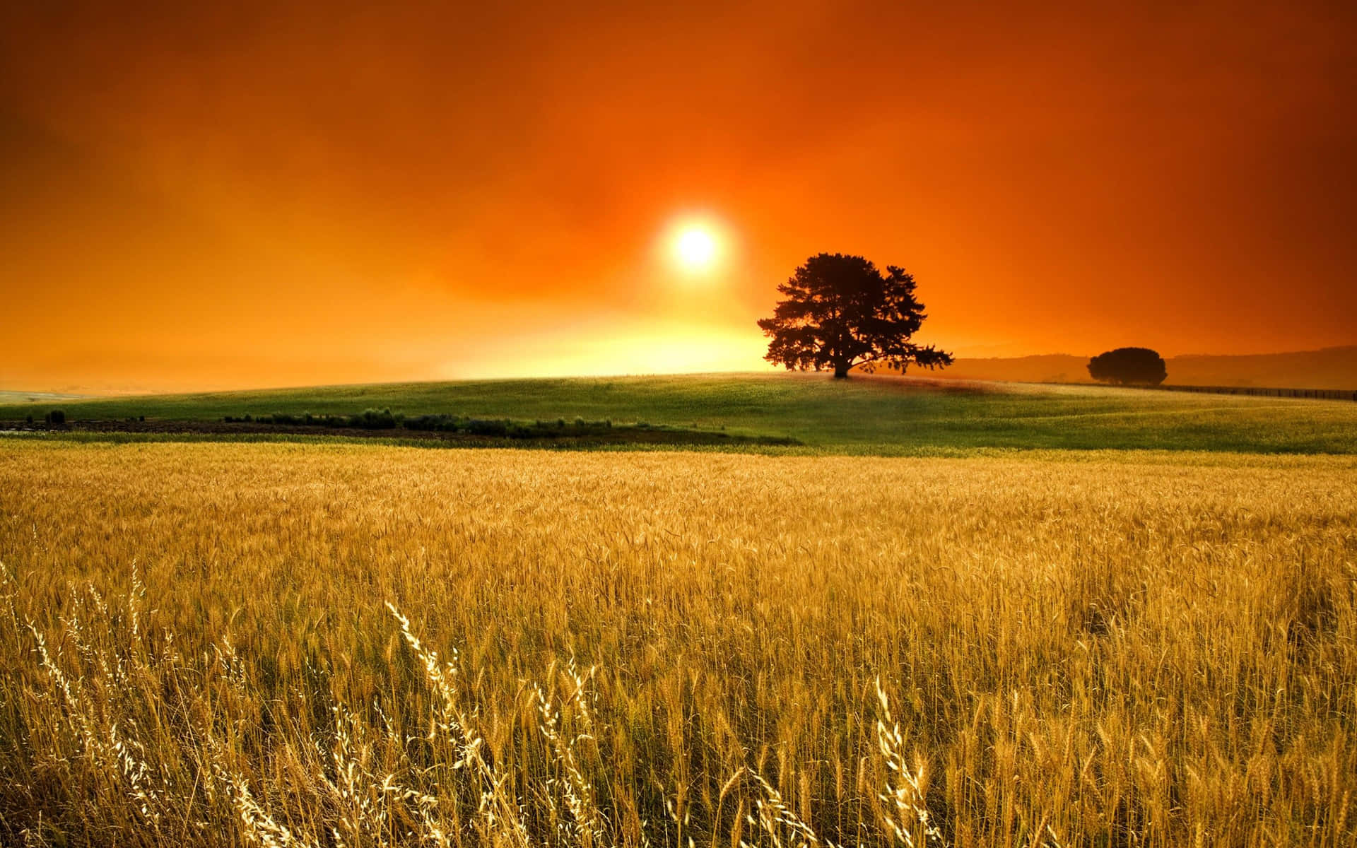 Wheat Field In A Sunny Day Background