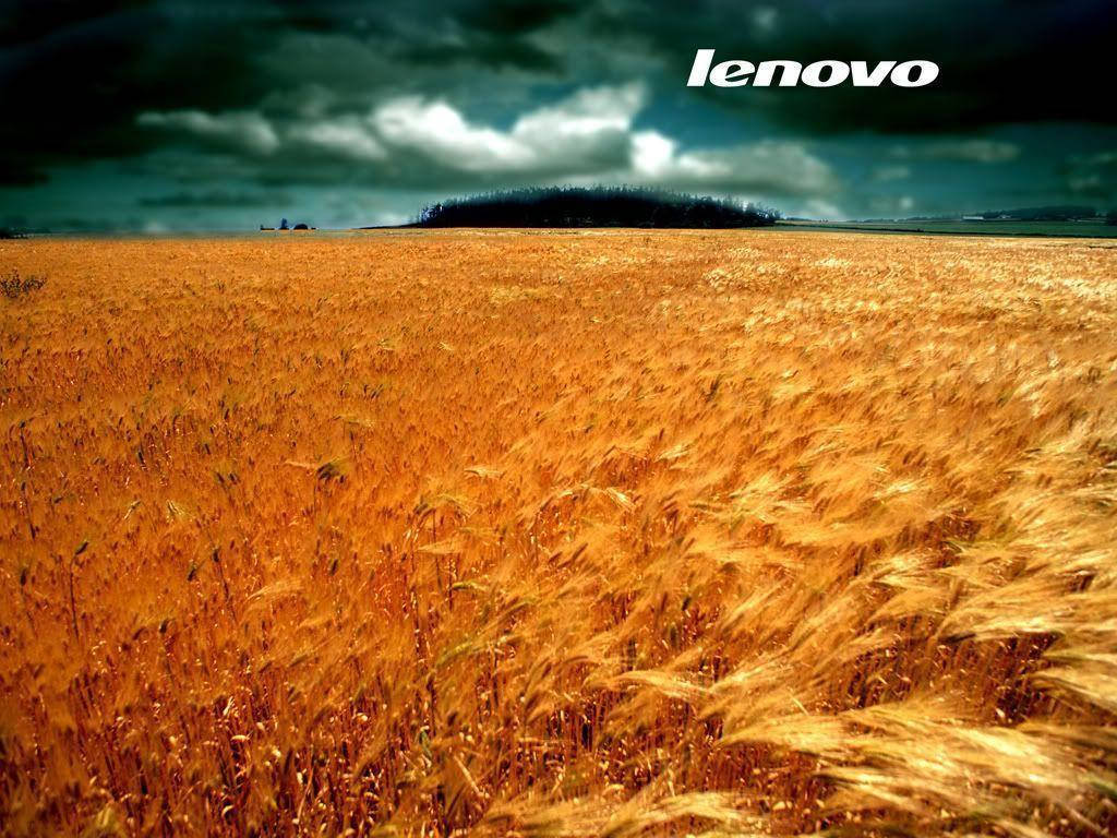 Wheat Field Lenovo Hd Background