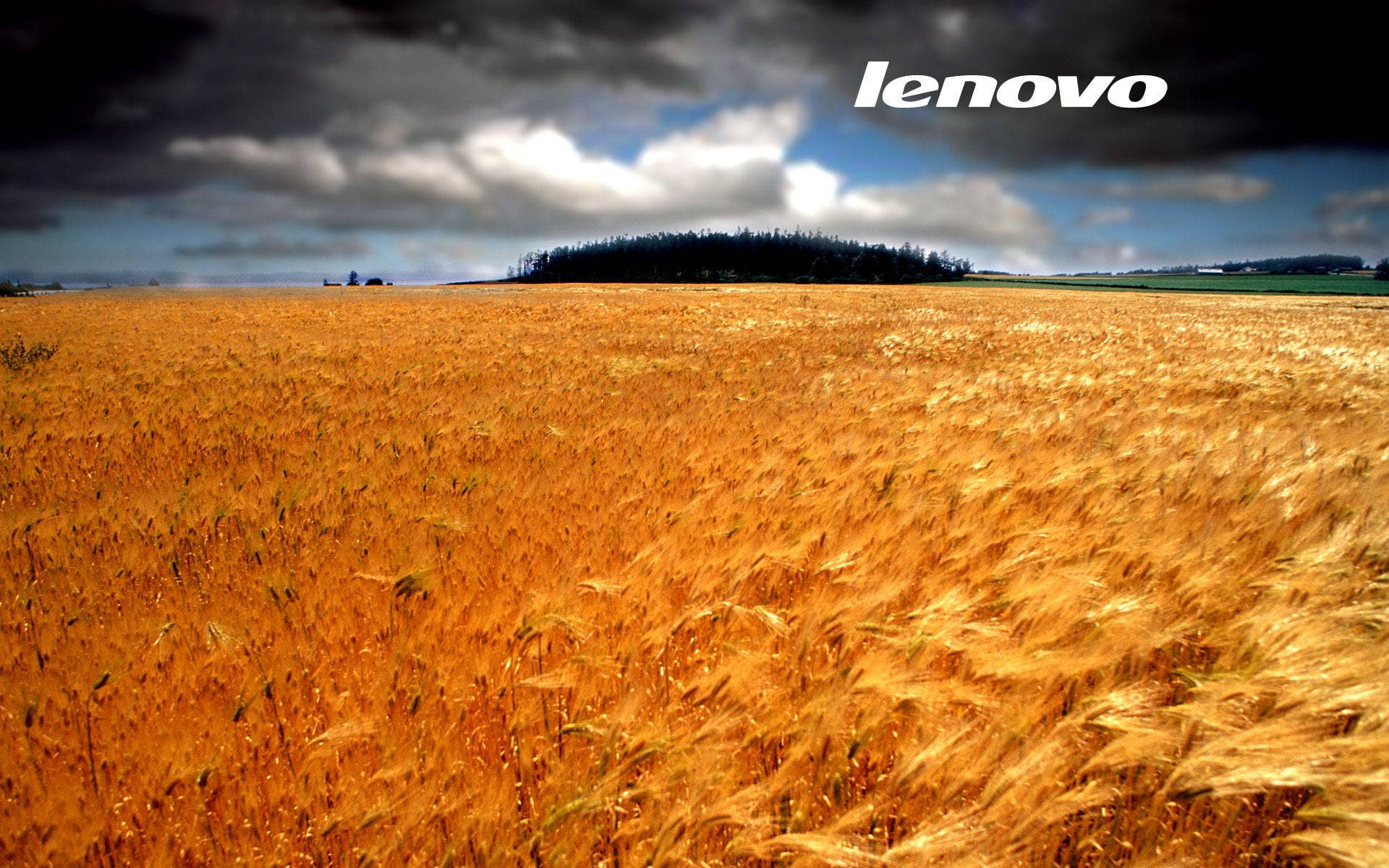 Wheat Field Lenovo Official Background