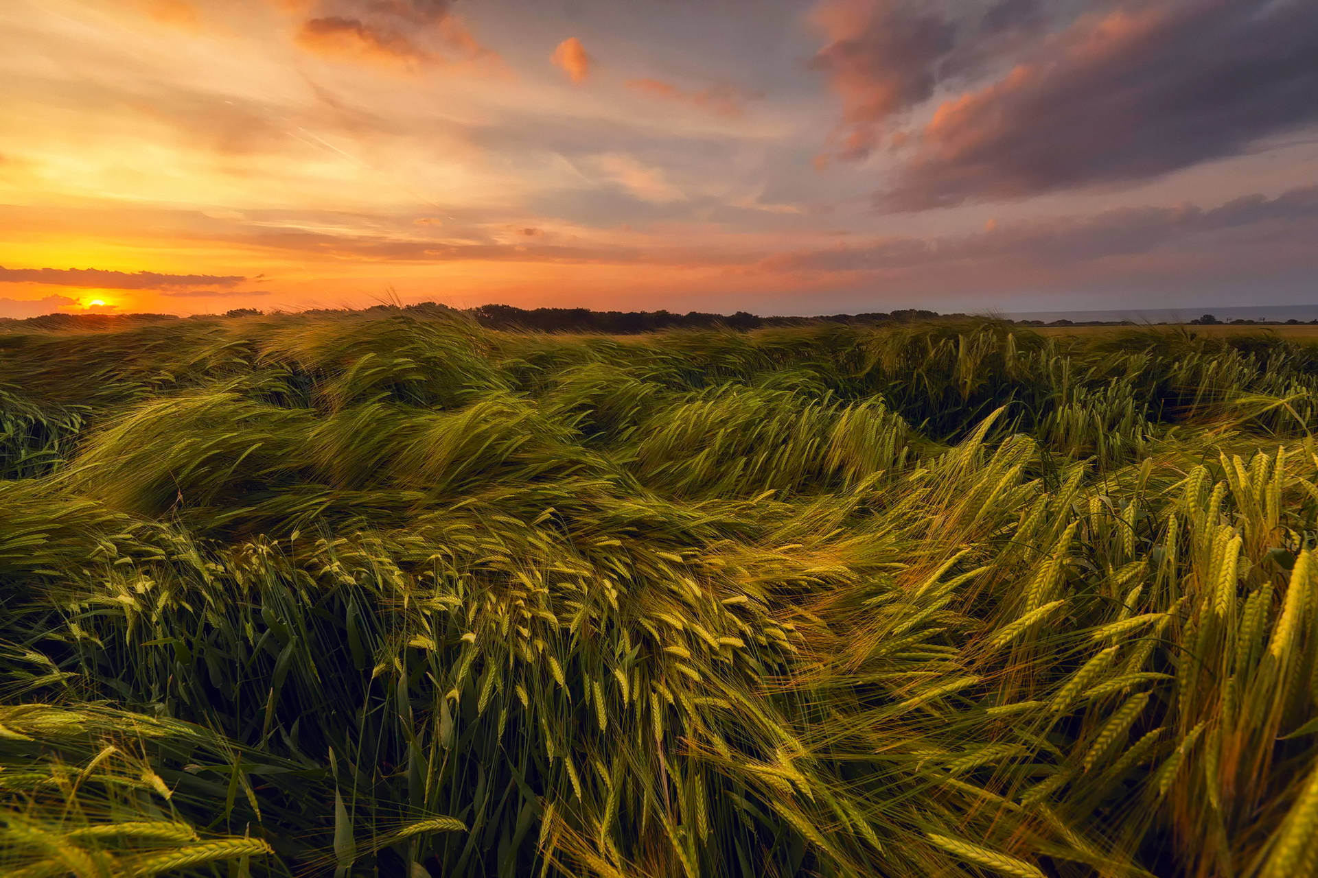 Wheat Field Swaying In Different Directions Background