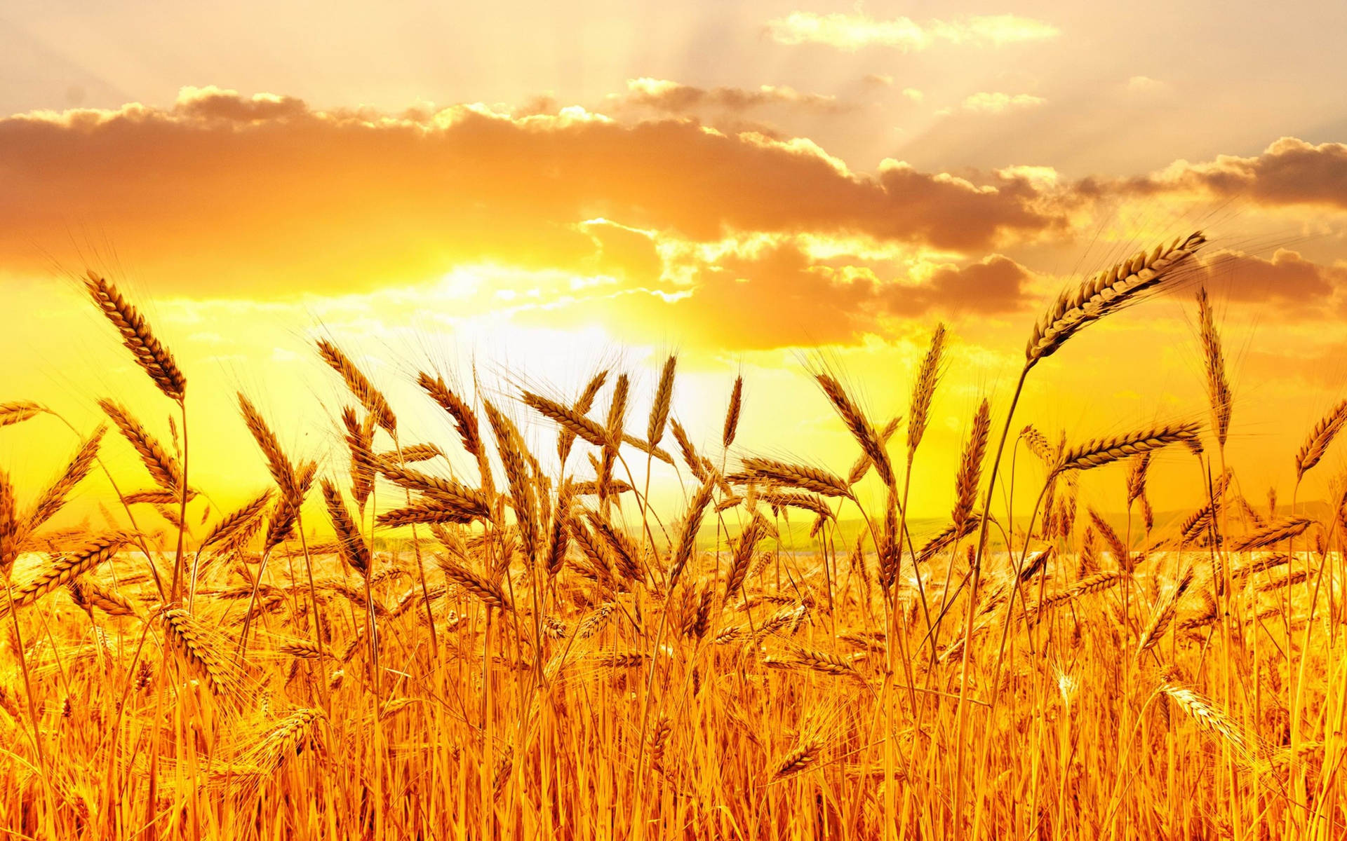 Wheat Field Under A Golden Sky Background