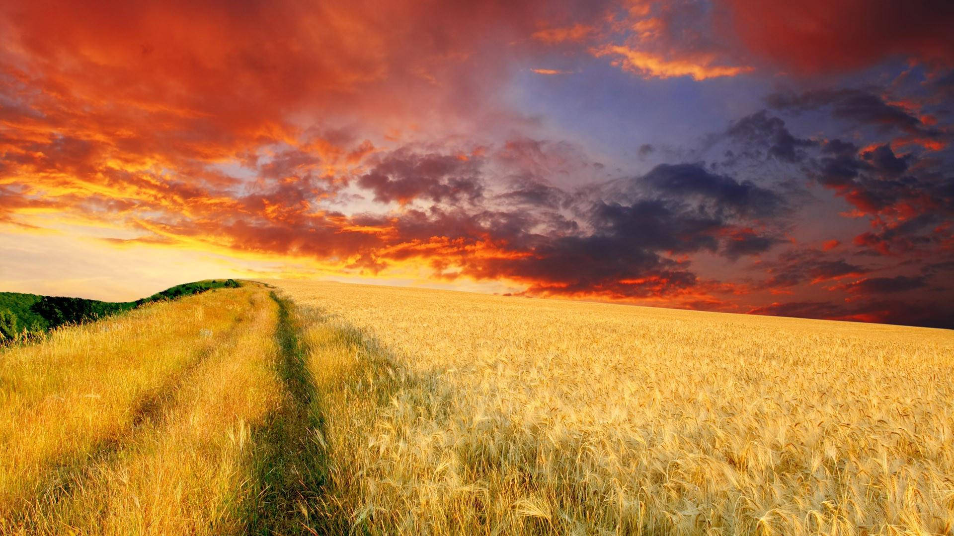 Wheat Field Under Golden Blue And Red Sky Background