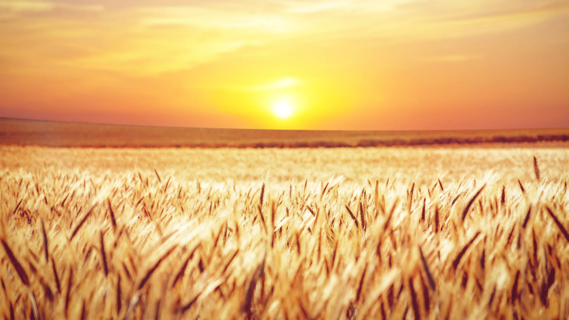 Wheat Field Under Orange And Yellow Sky Background