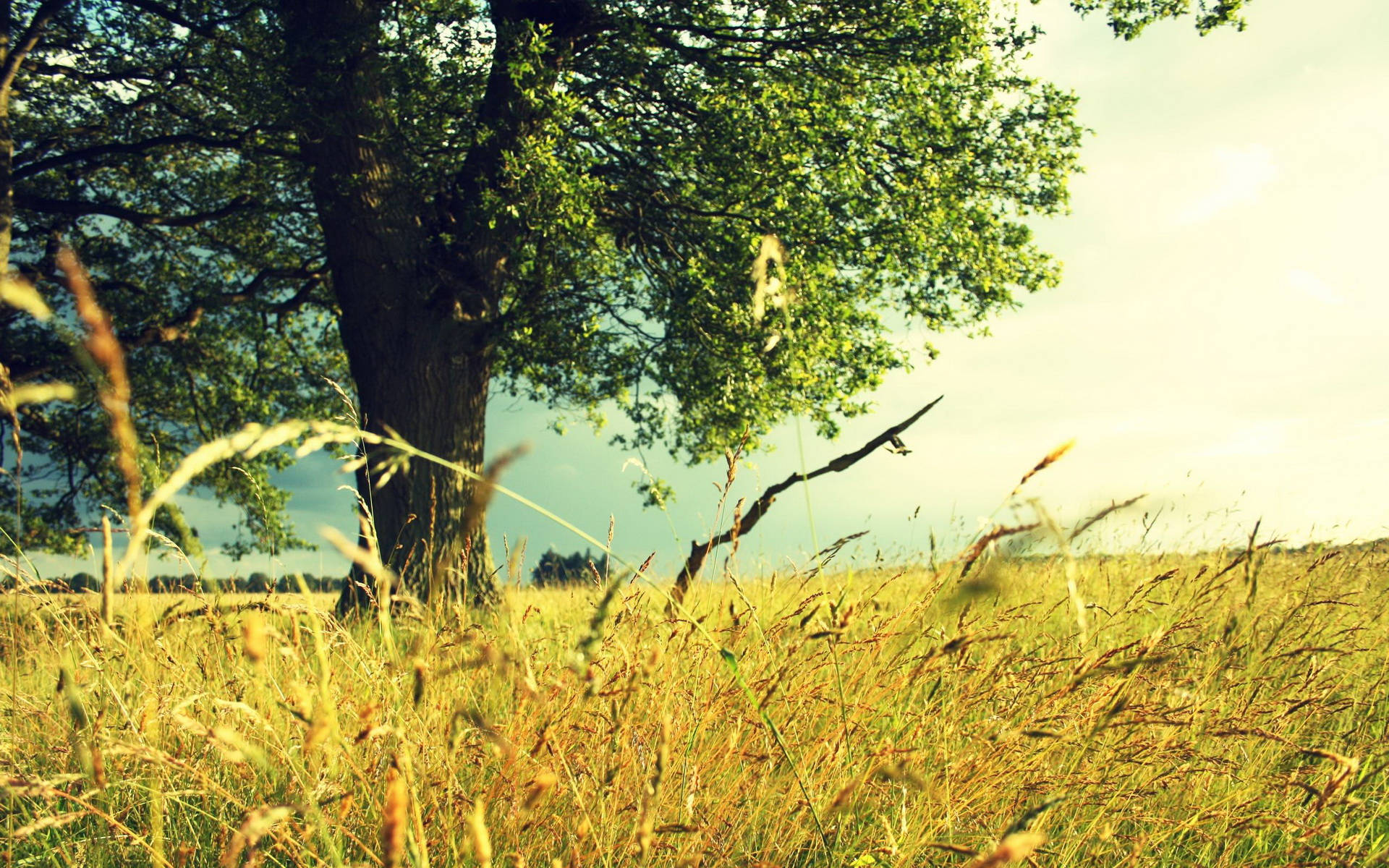 Wheat Field With Big Tree Background