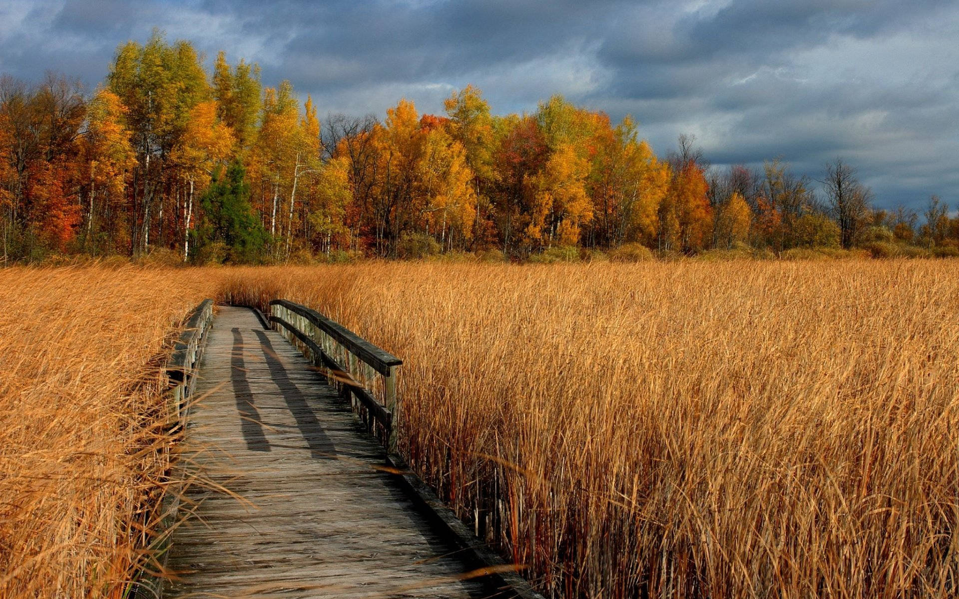 Wheat Field With Bridge