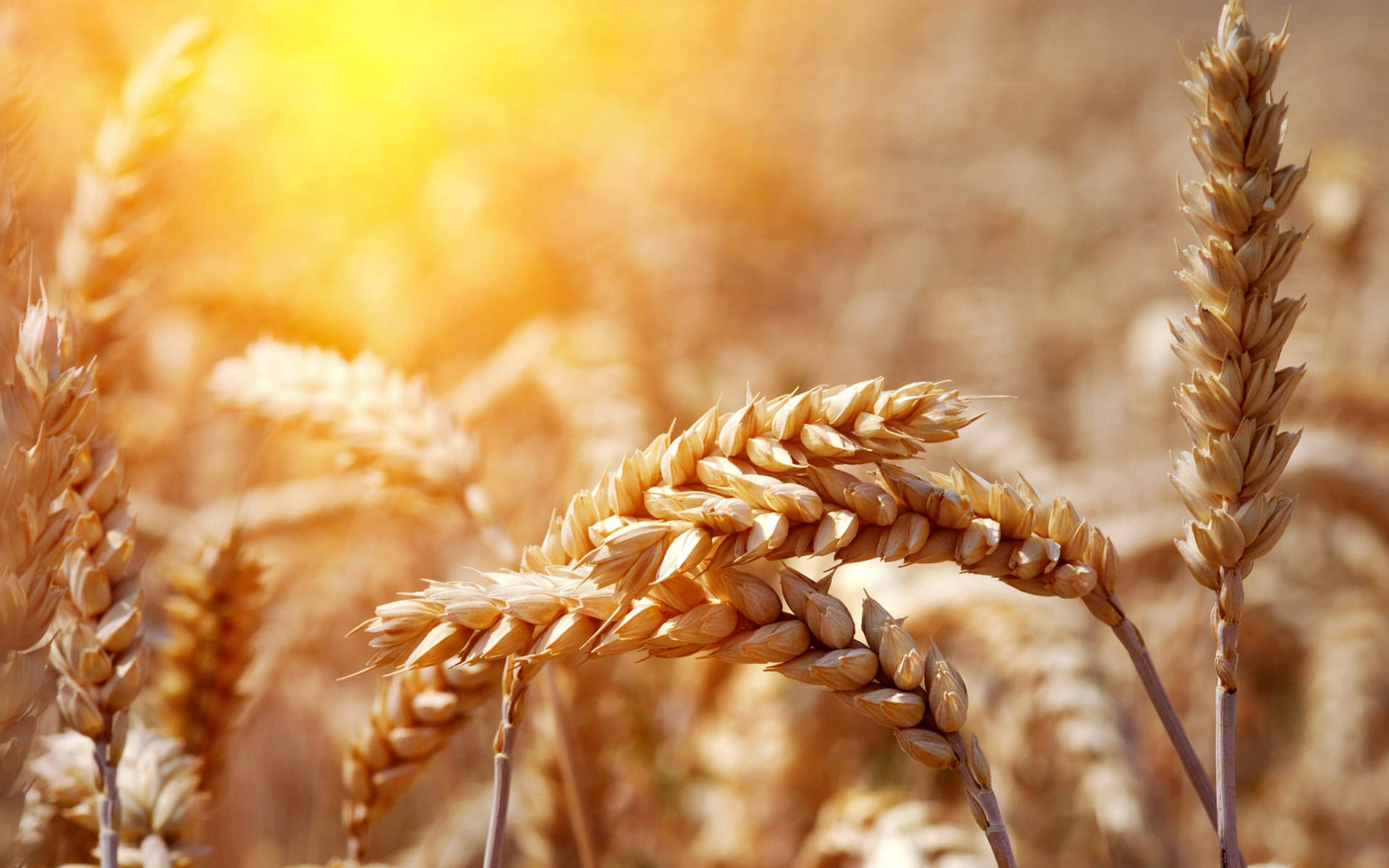 Wheat Field With Golden Glow Background