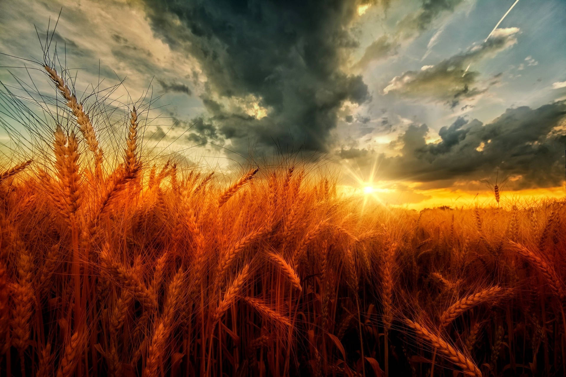 Wheat Field With Gray Clouds Background