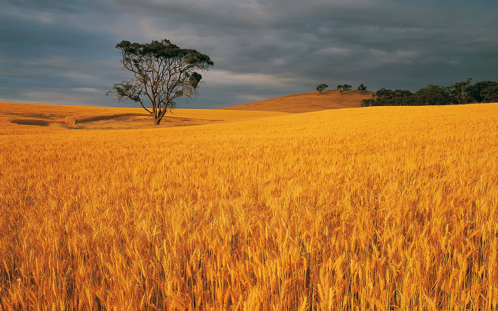 Wheat Field With Lone Tree In The Middle