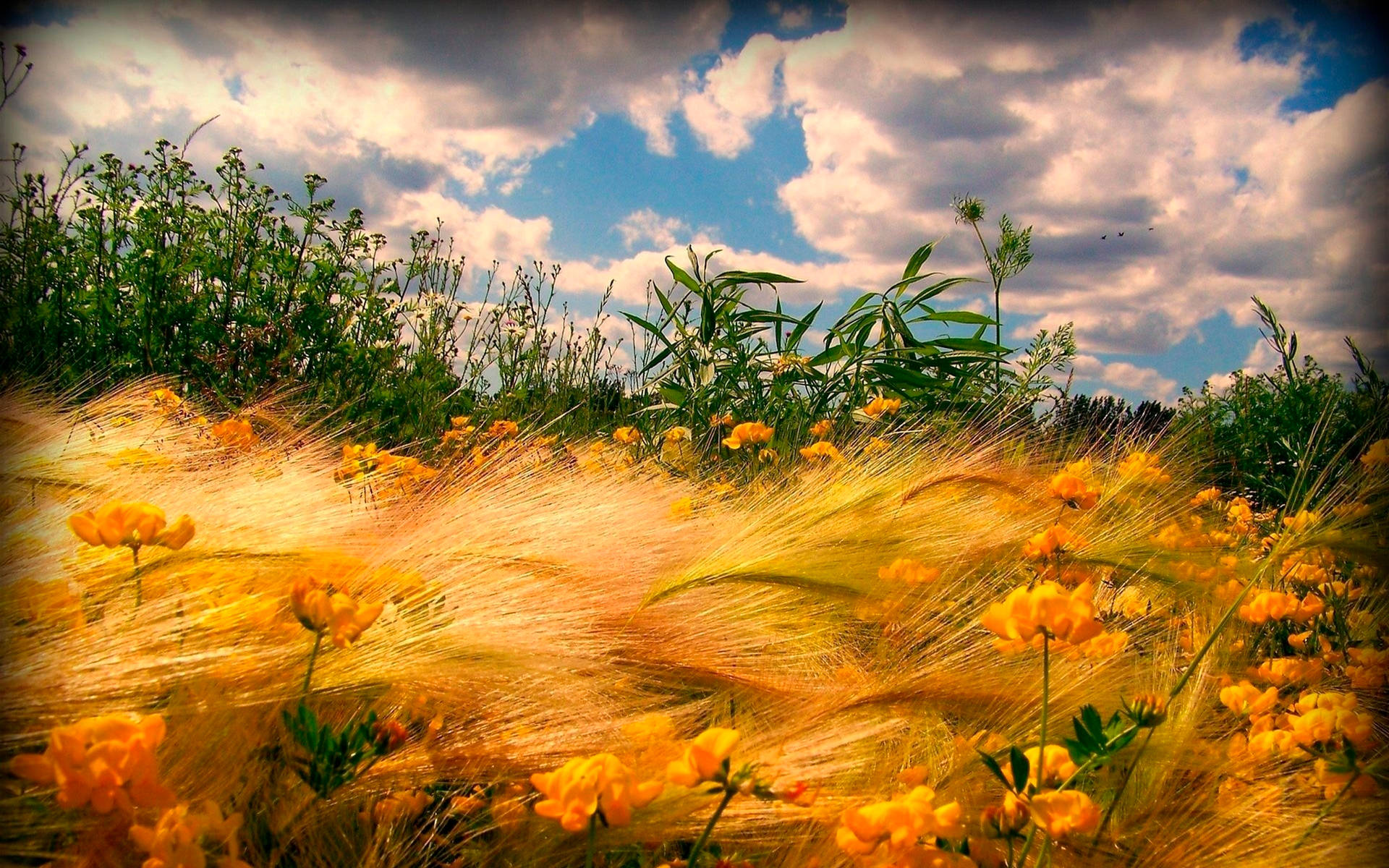 Wheat Field With Other Plants