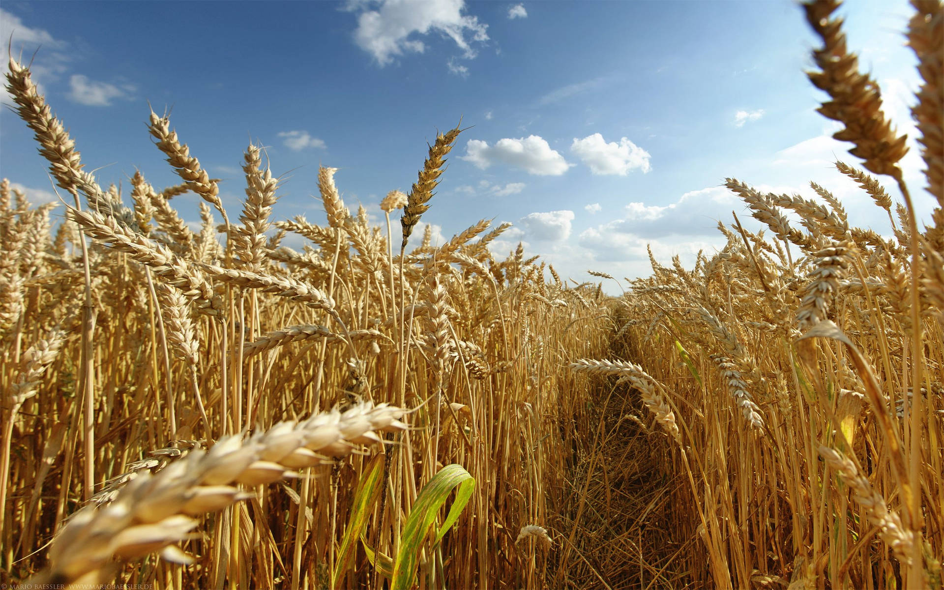 Wheat Field With Pathway