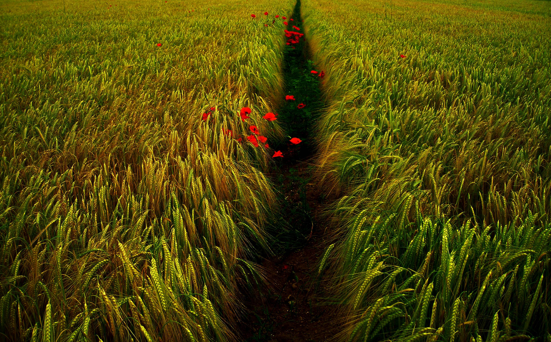 Wheat Field With Red Flowers On Pathway