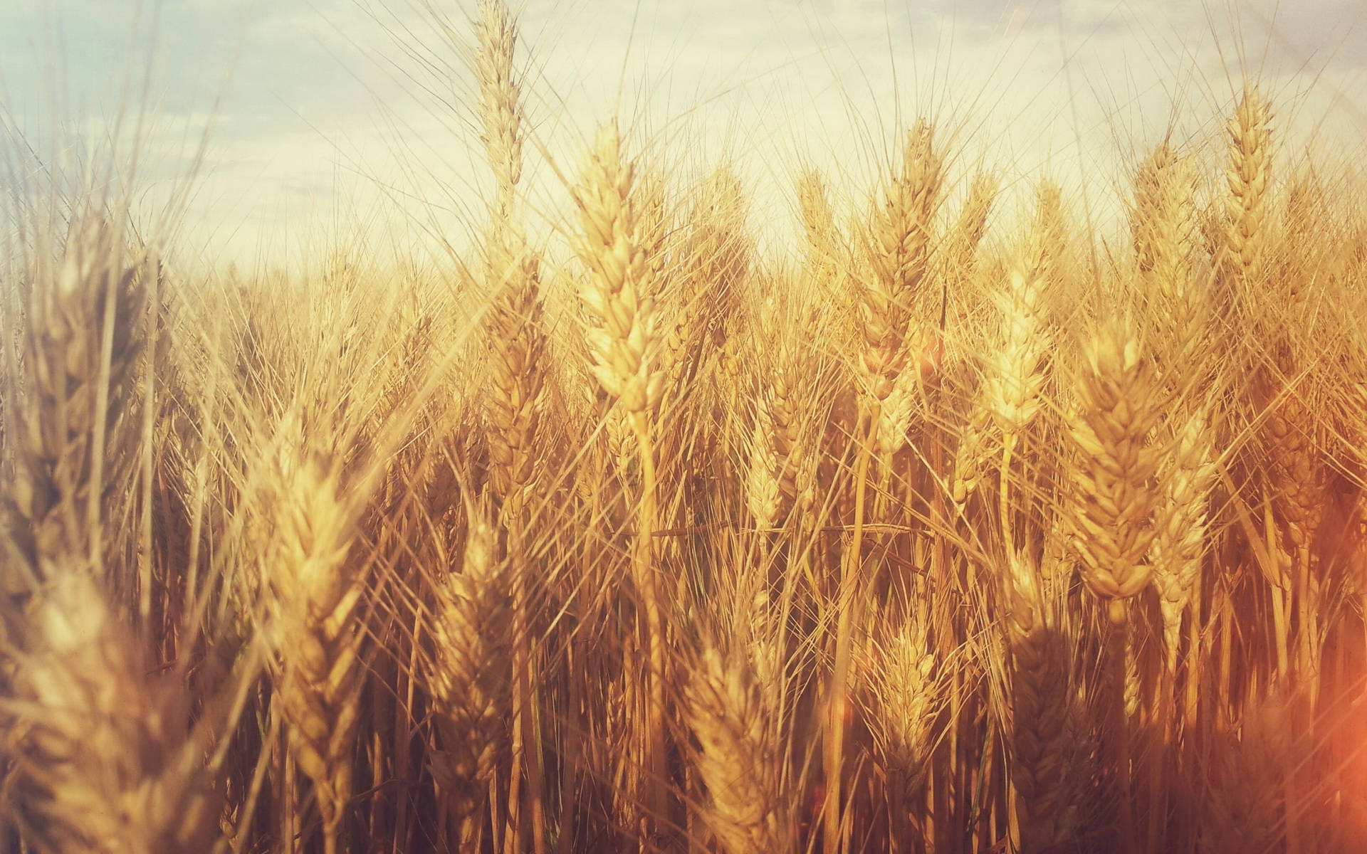 Wheat Field With Soft-filter Effect Background