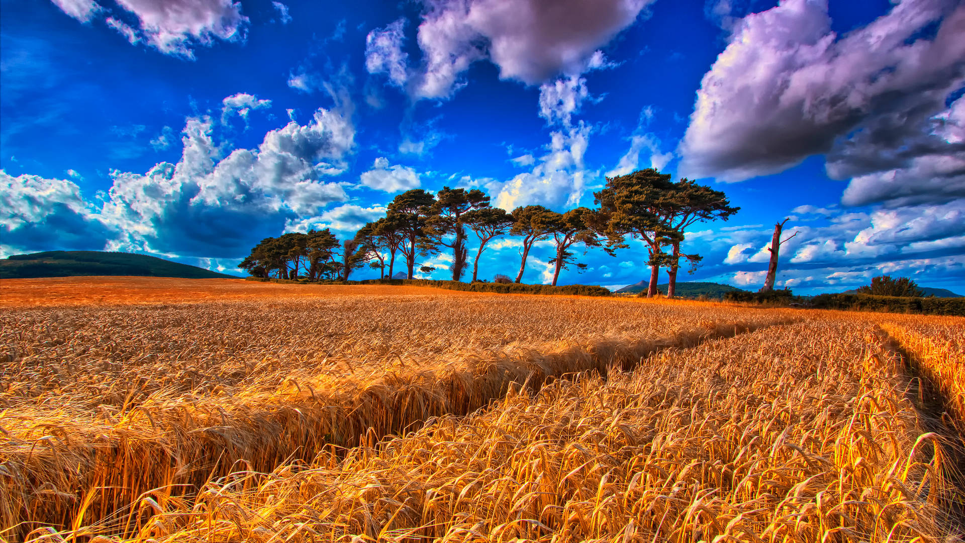 Wheat Field With Trees At The Backdrop