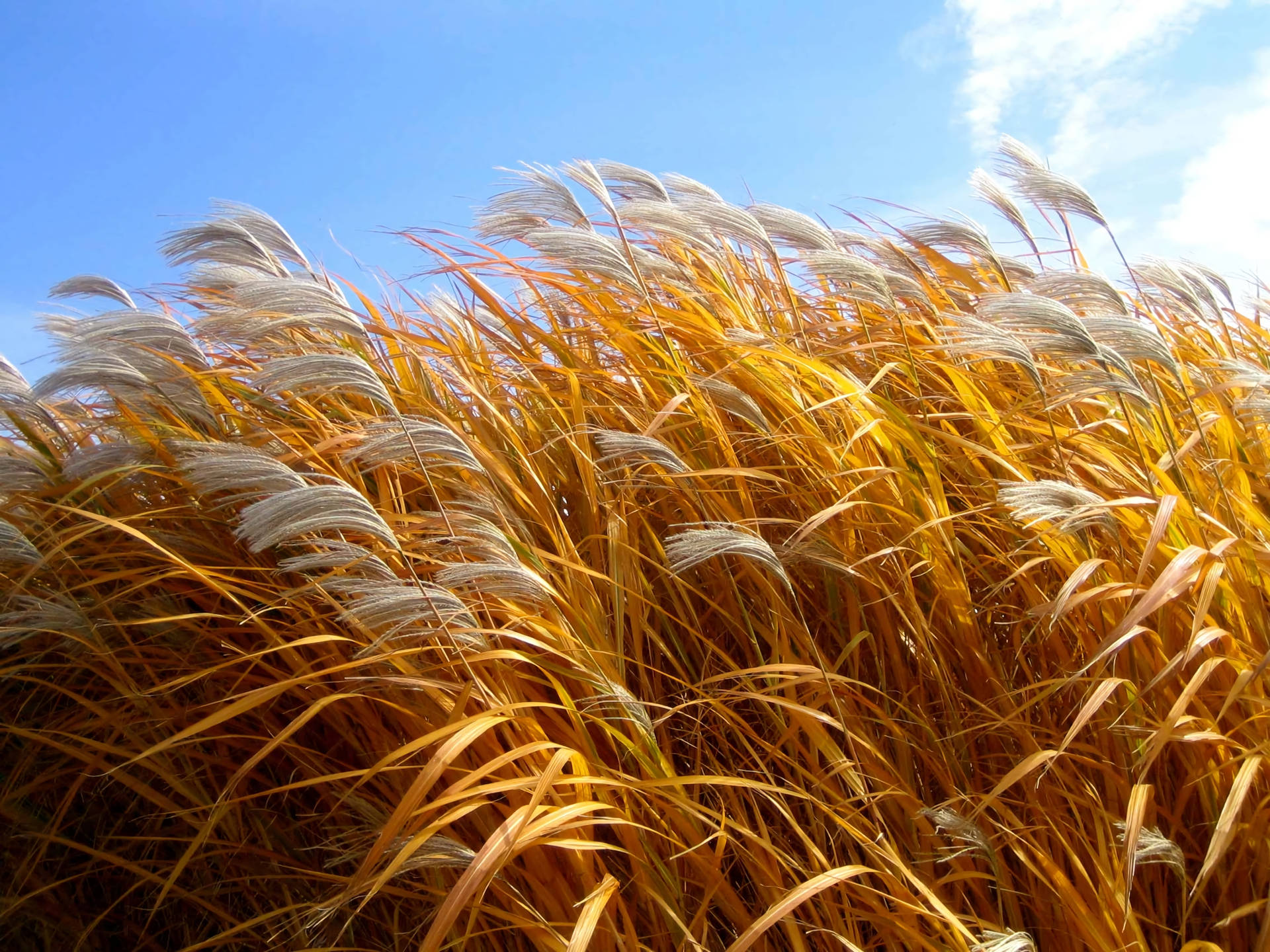 Wheat Field With White Fuzzy Tips Background