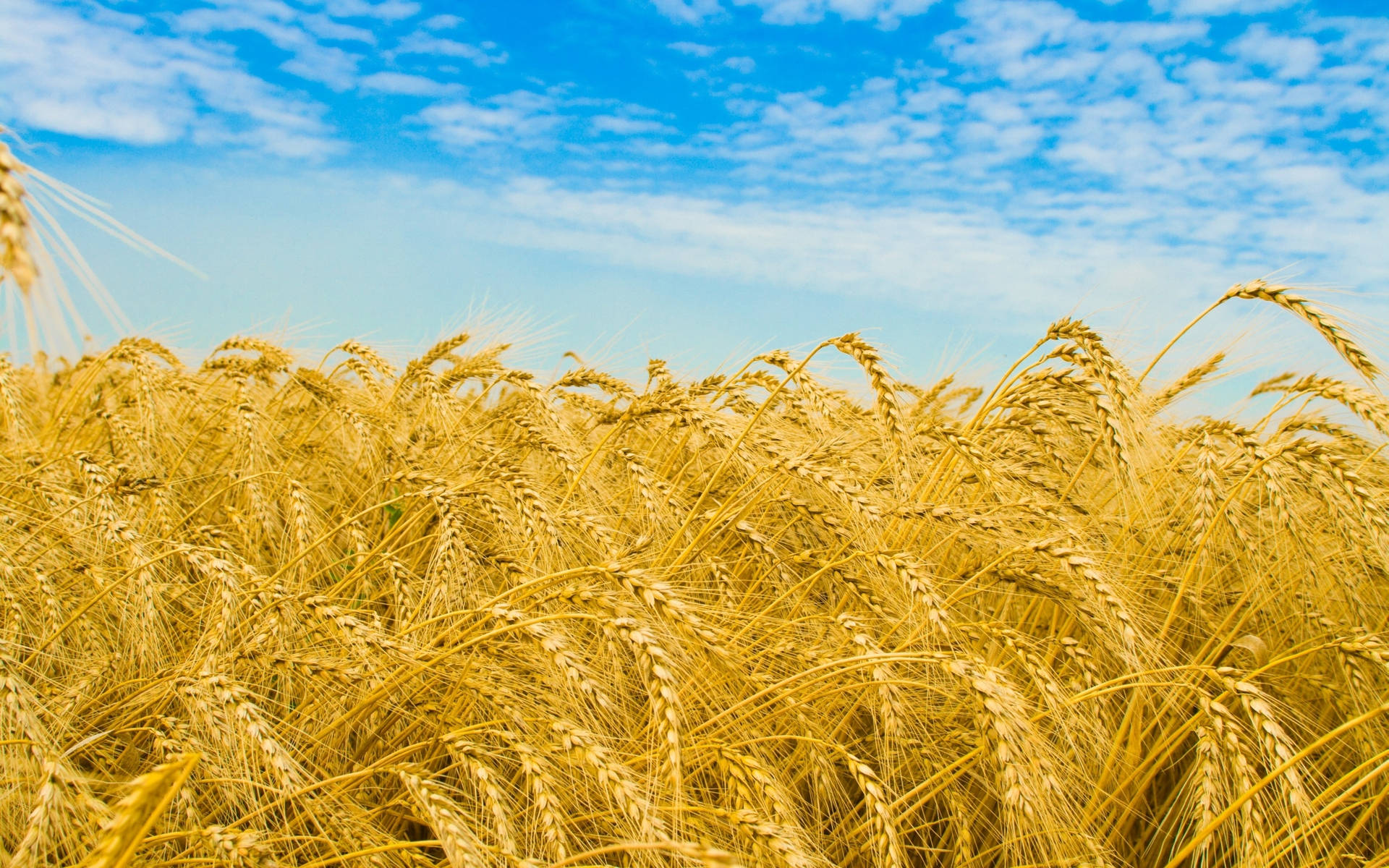 Wheat Grain Agriculture Background