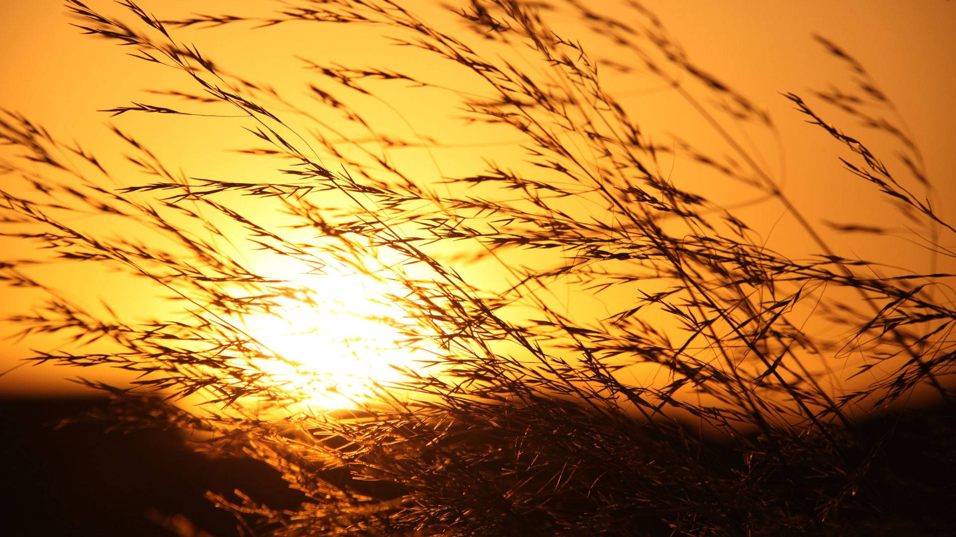 Wheat Sunlight Heat View Background